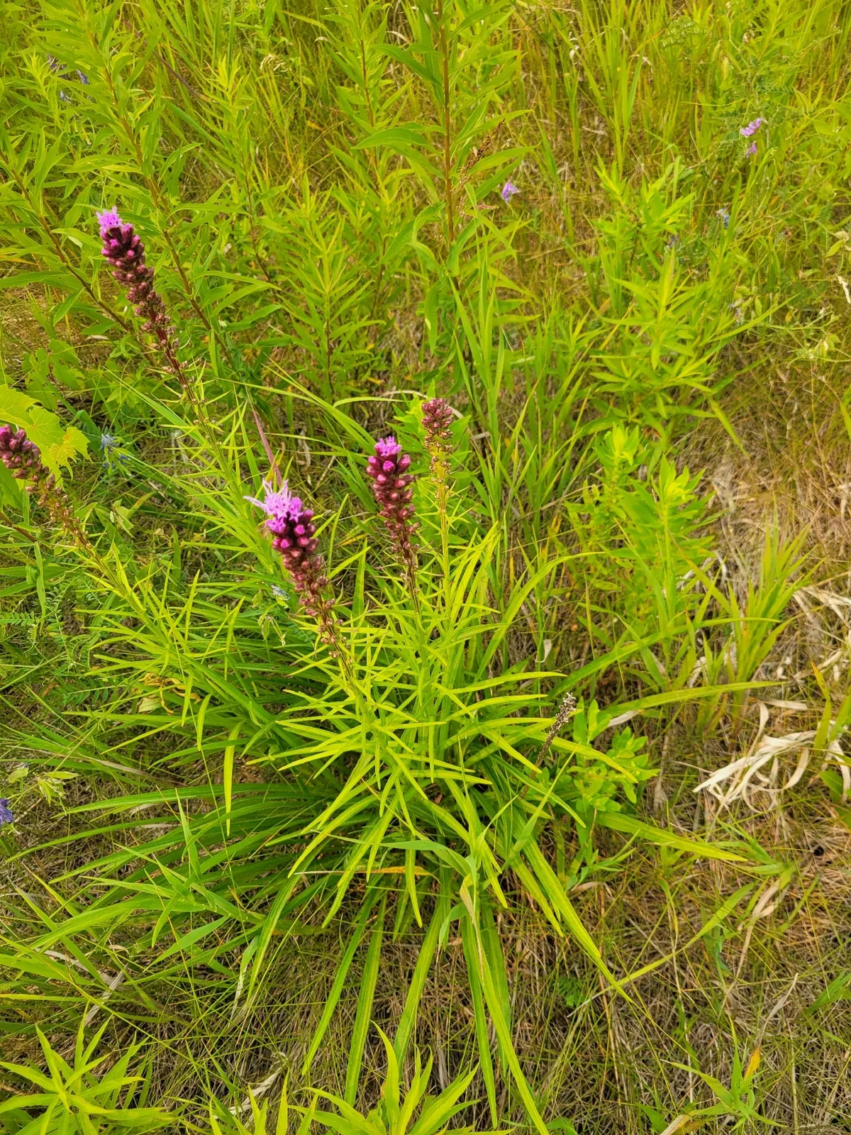 Dense Blazing Star