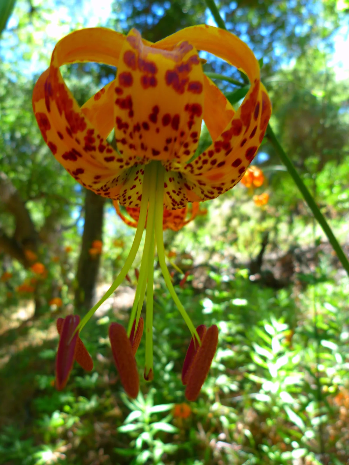 Humboldt Lily