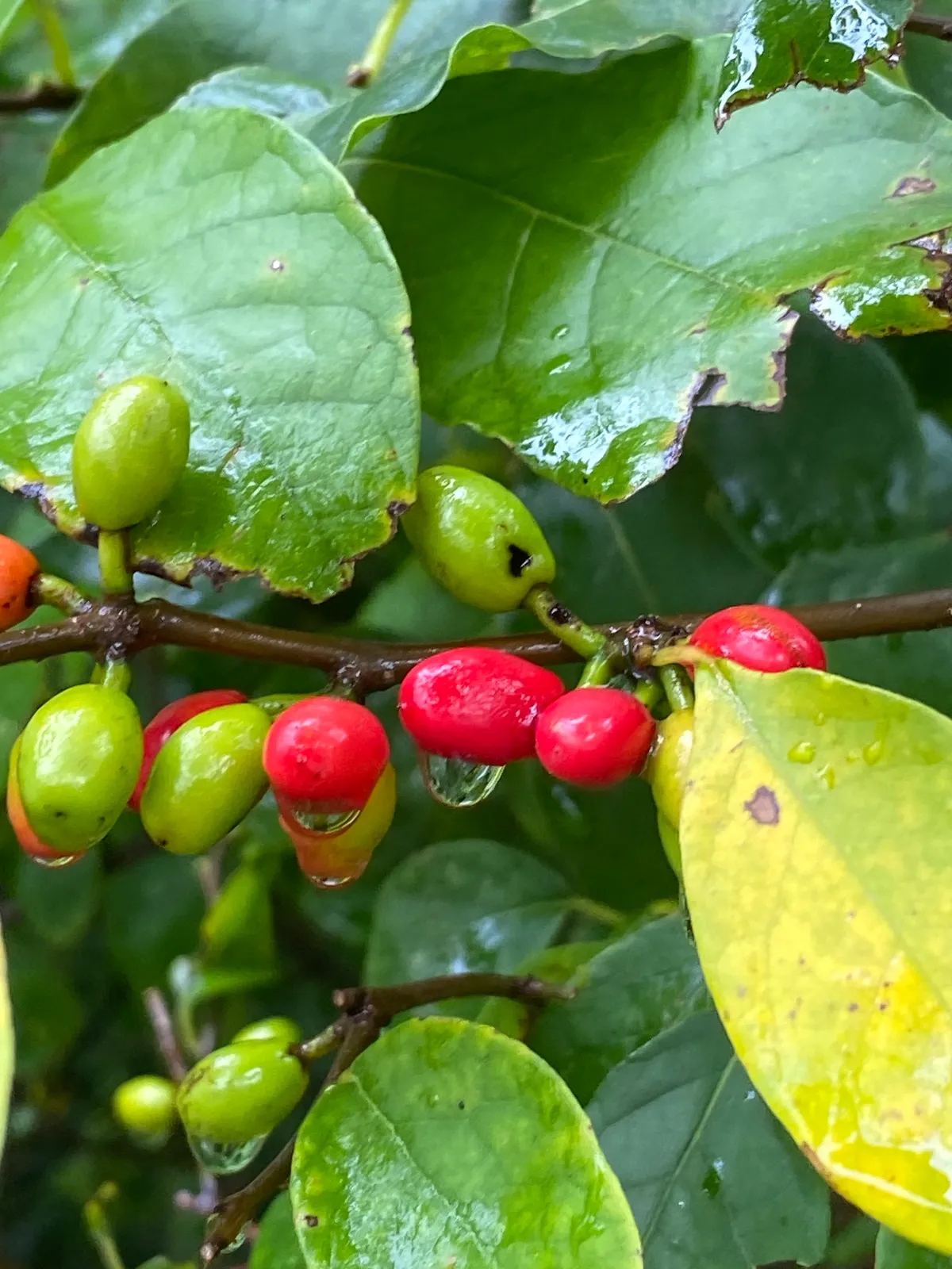 Wild Allspice