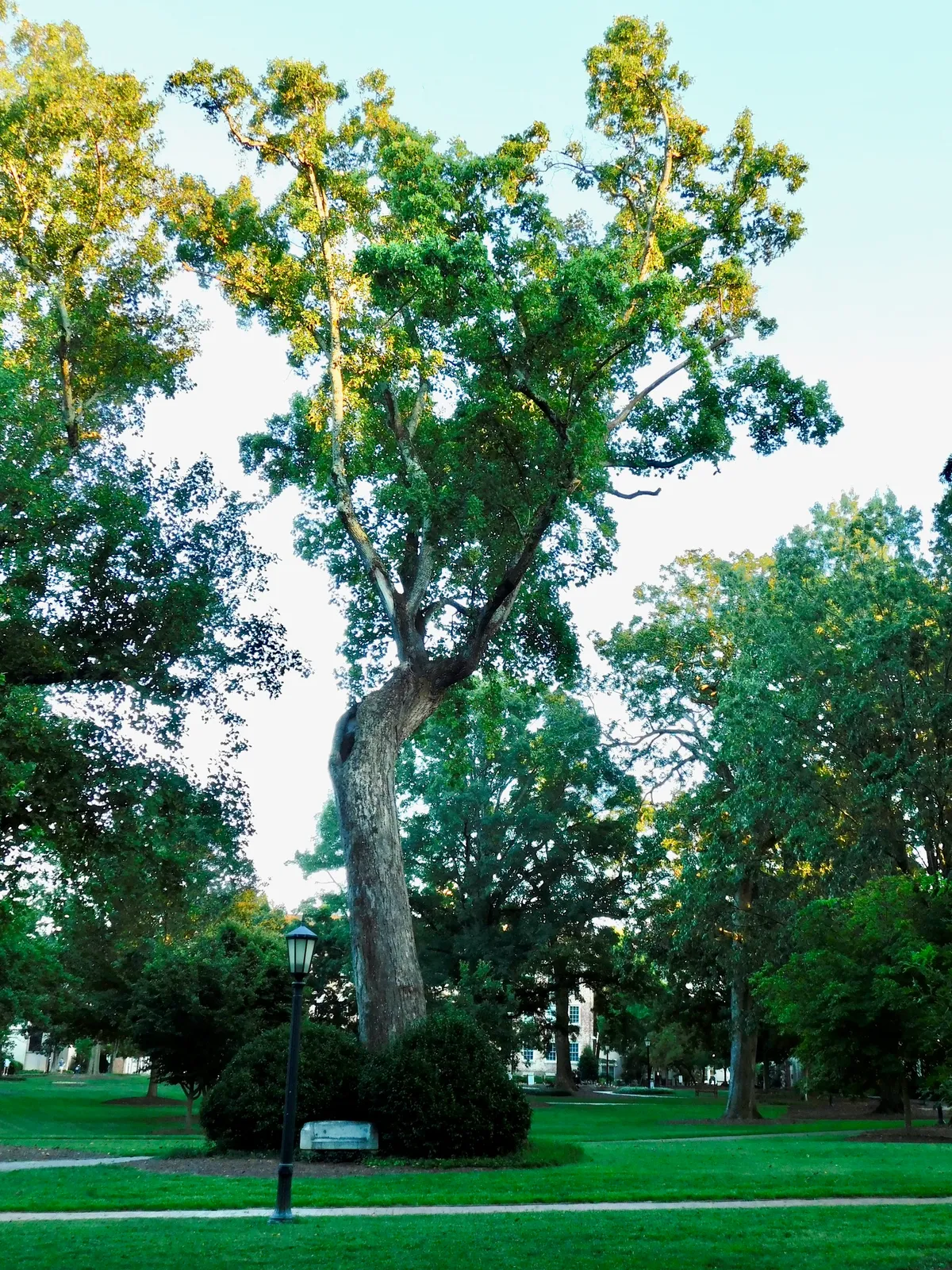 Tulip-poplar