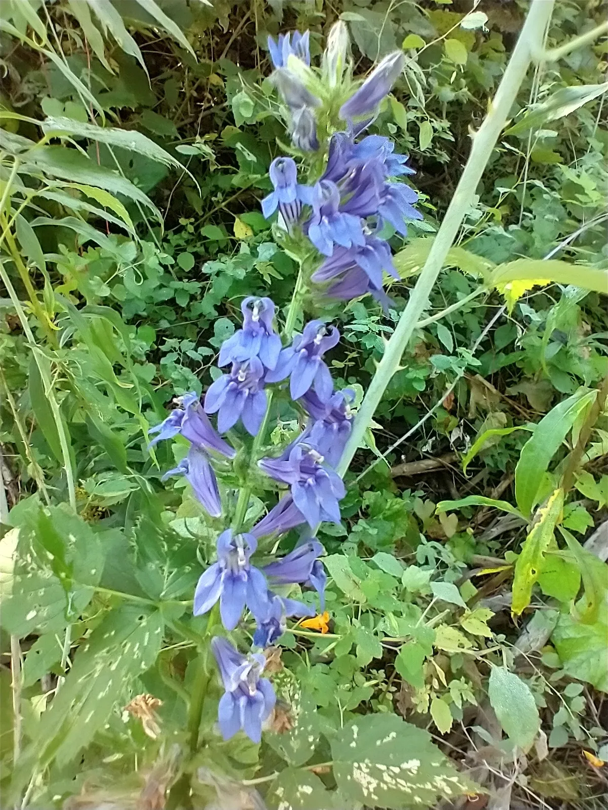 Blue Lobelia