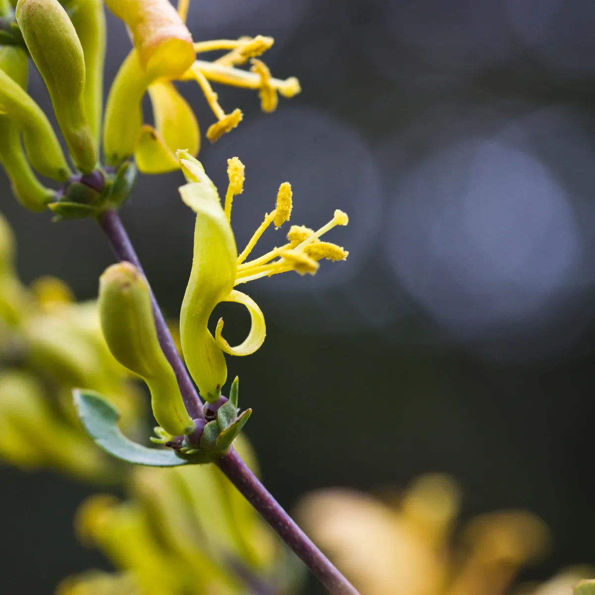 Southern honeysuckle