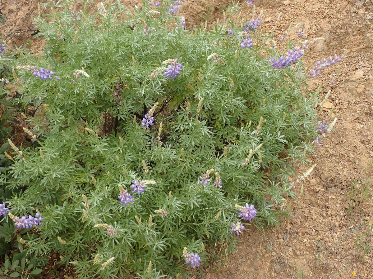 Foothill Lupine