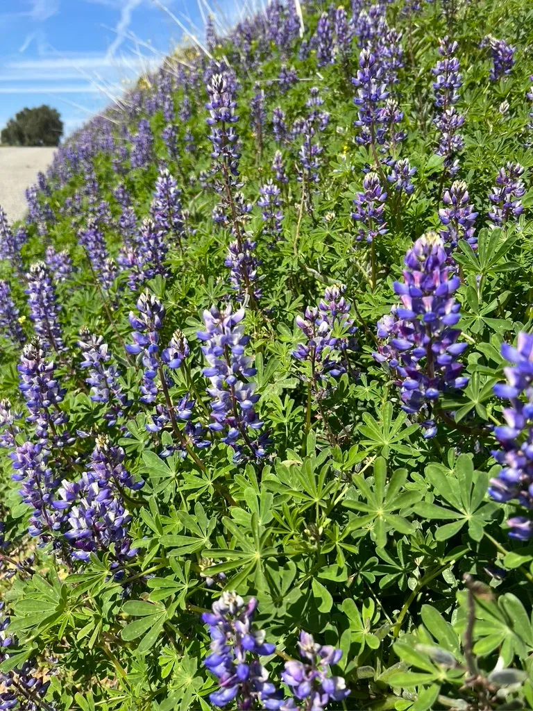 Arroyo Lupine