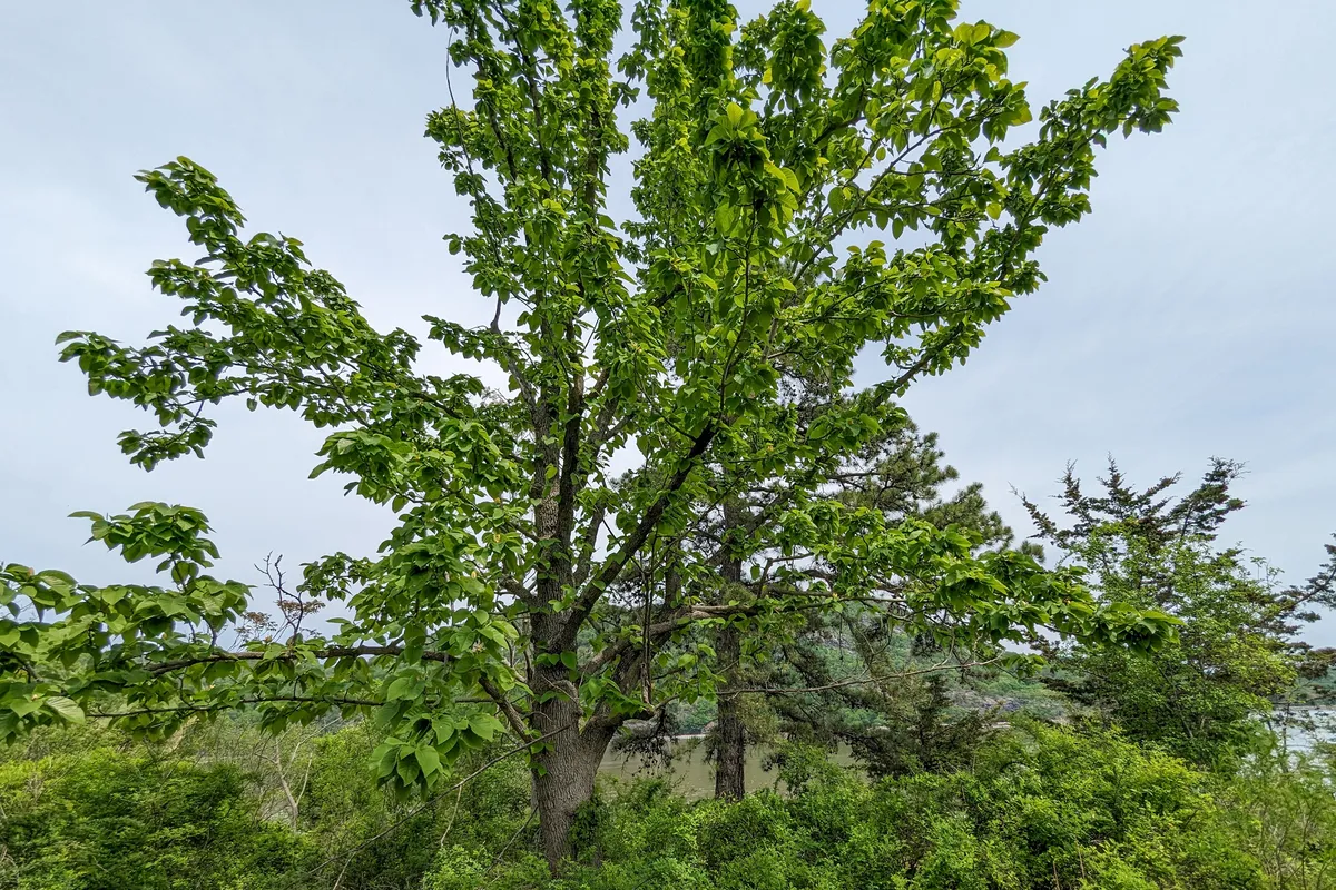 Cucumber-tree