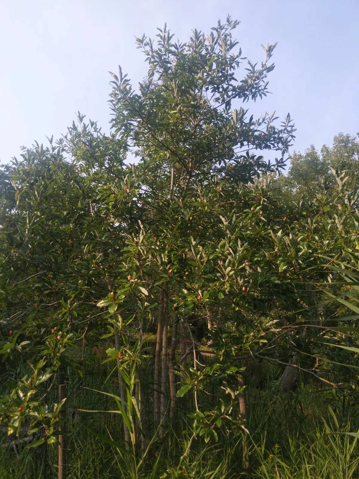 Sweetbay Magnolia