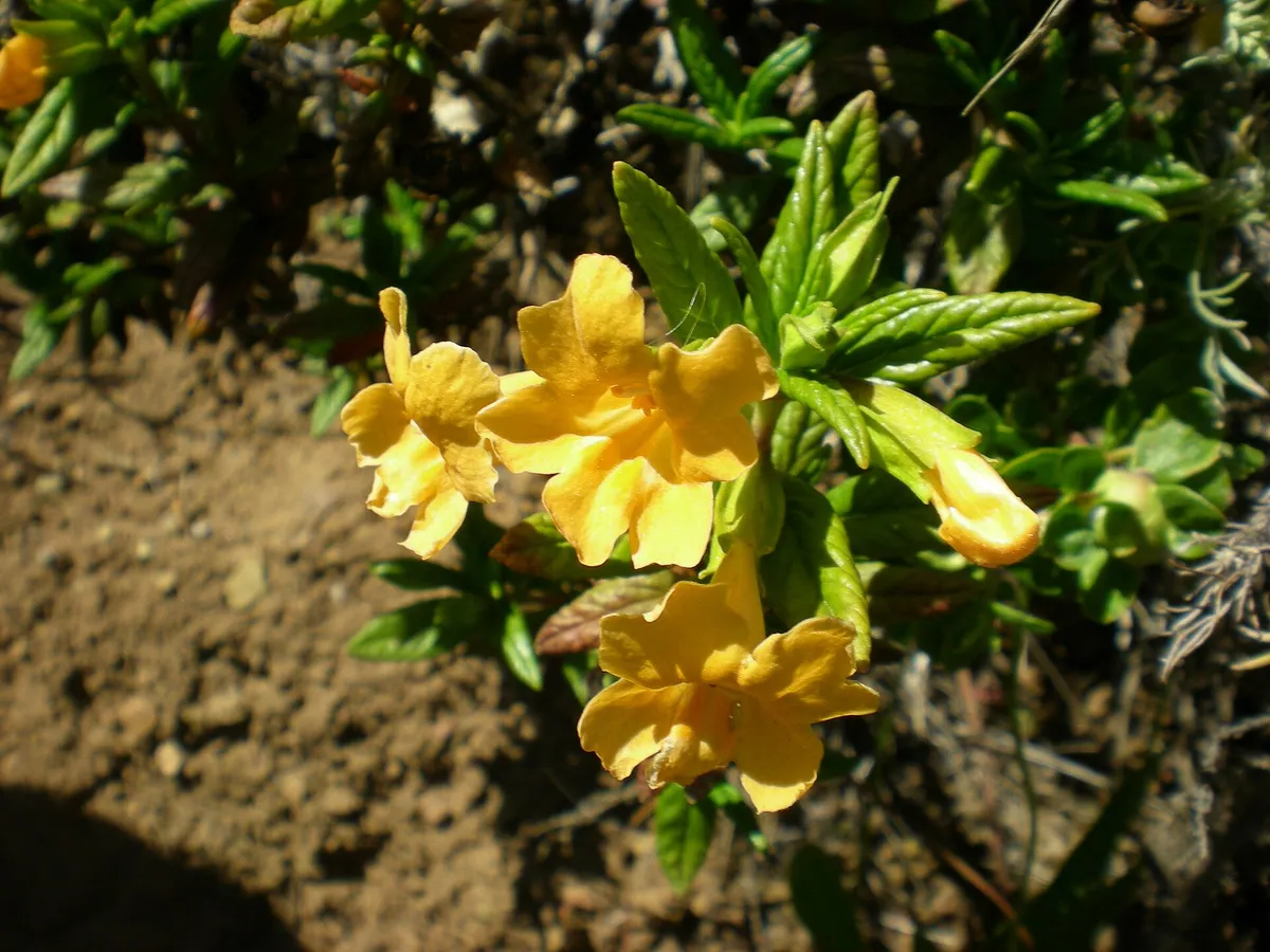 Orange Bush Monkeyflower