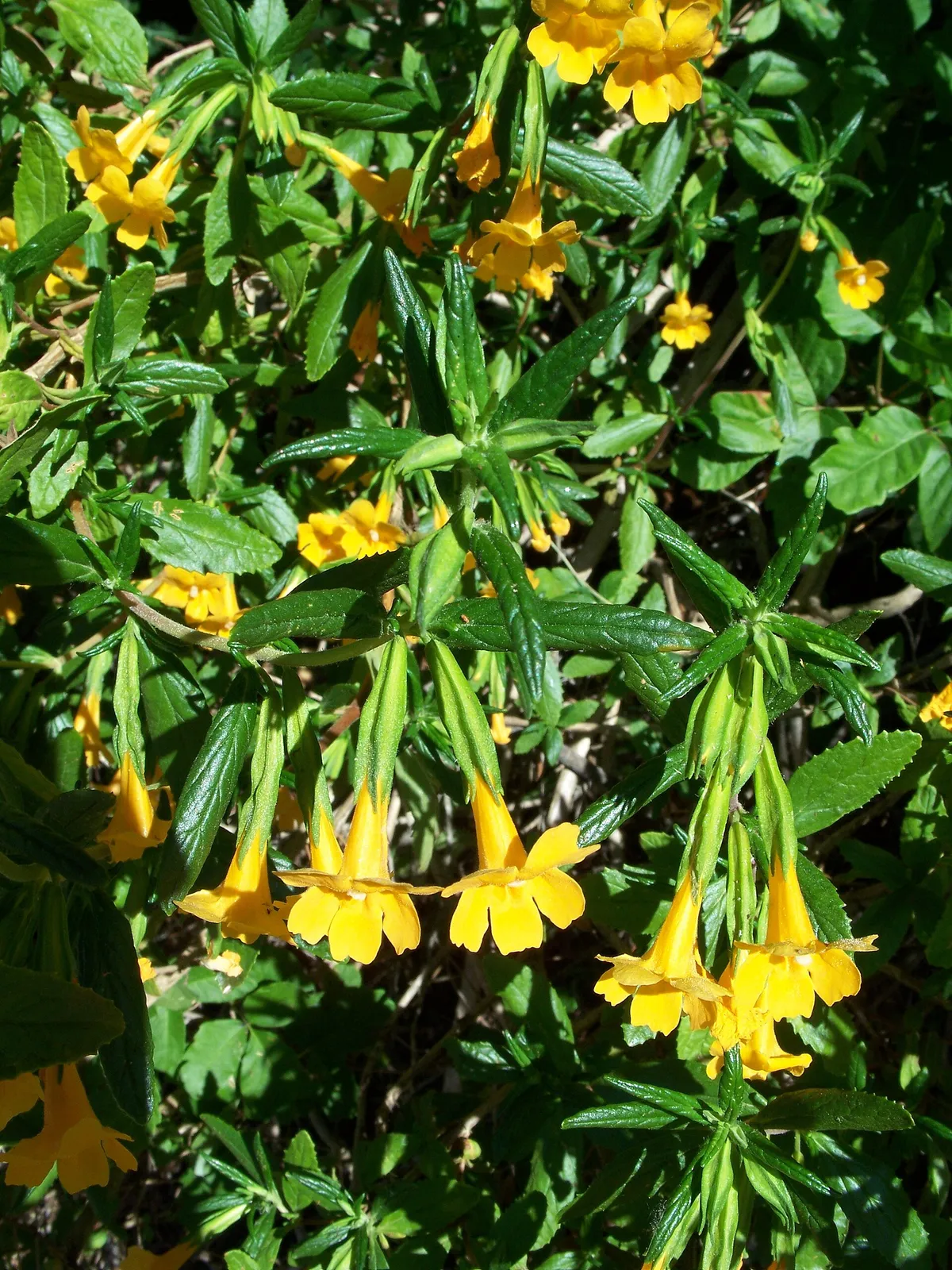 Orange Bush Monkeyflower