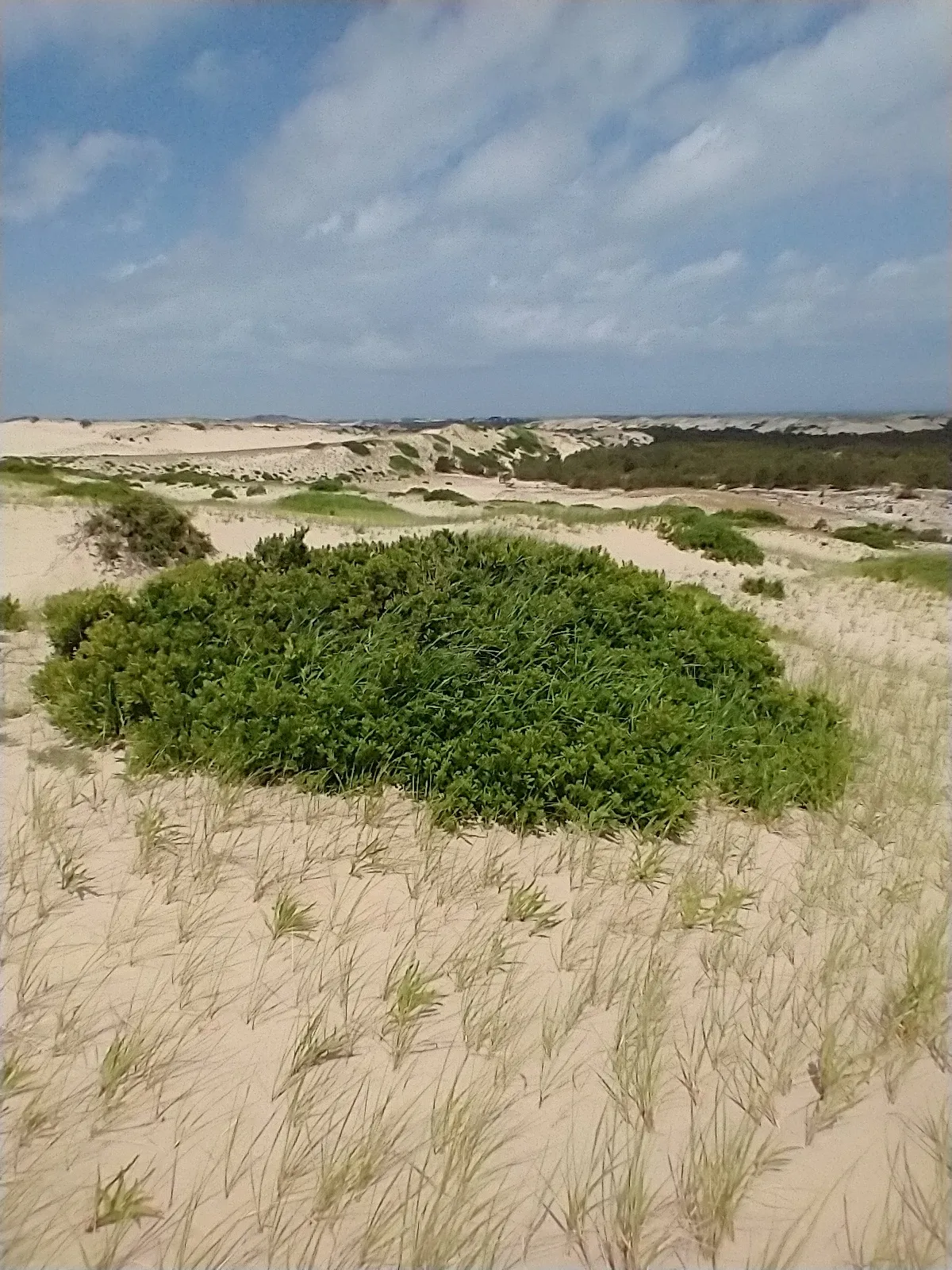 Northern Bayberry