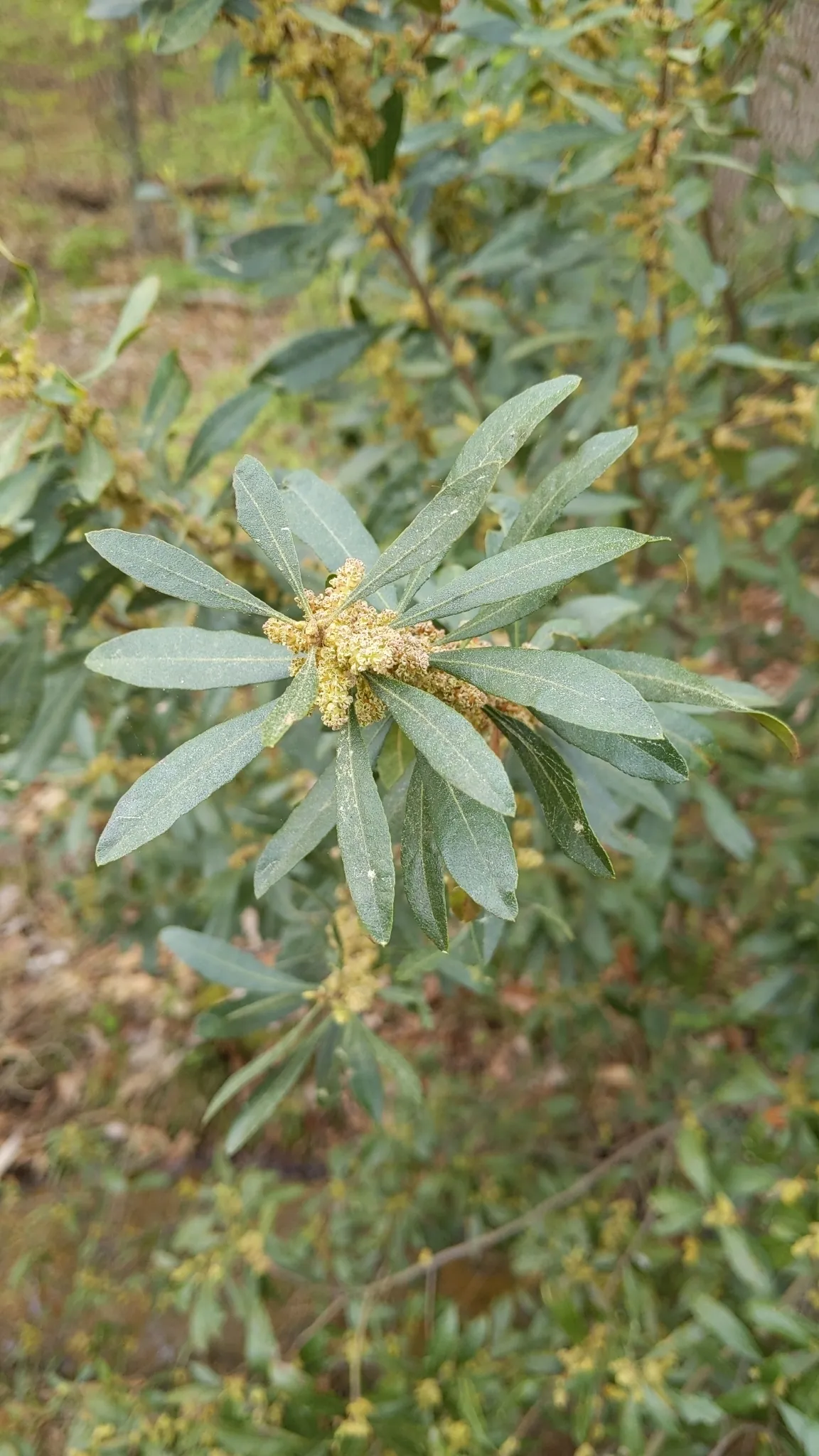 Southern wax myrtle