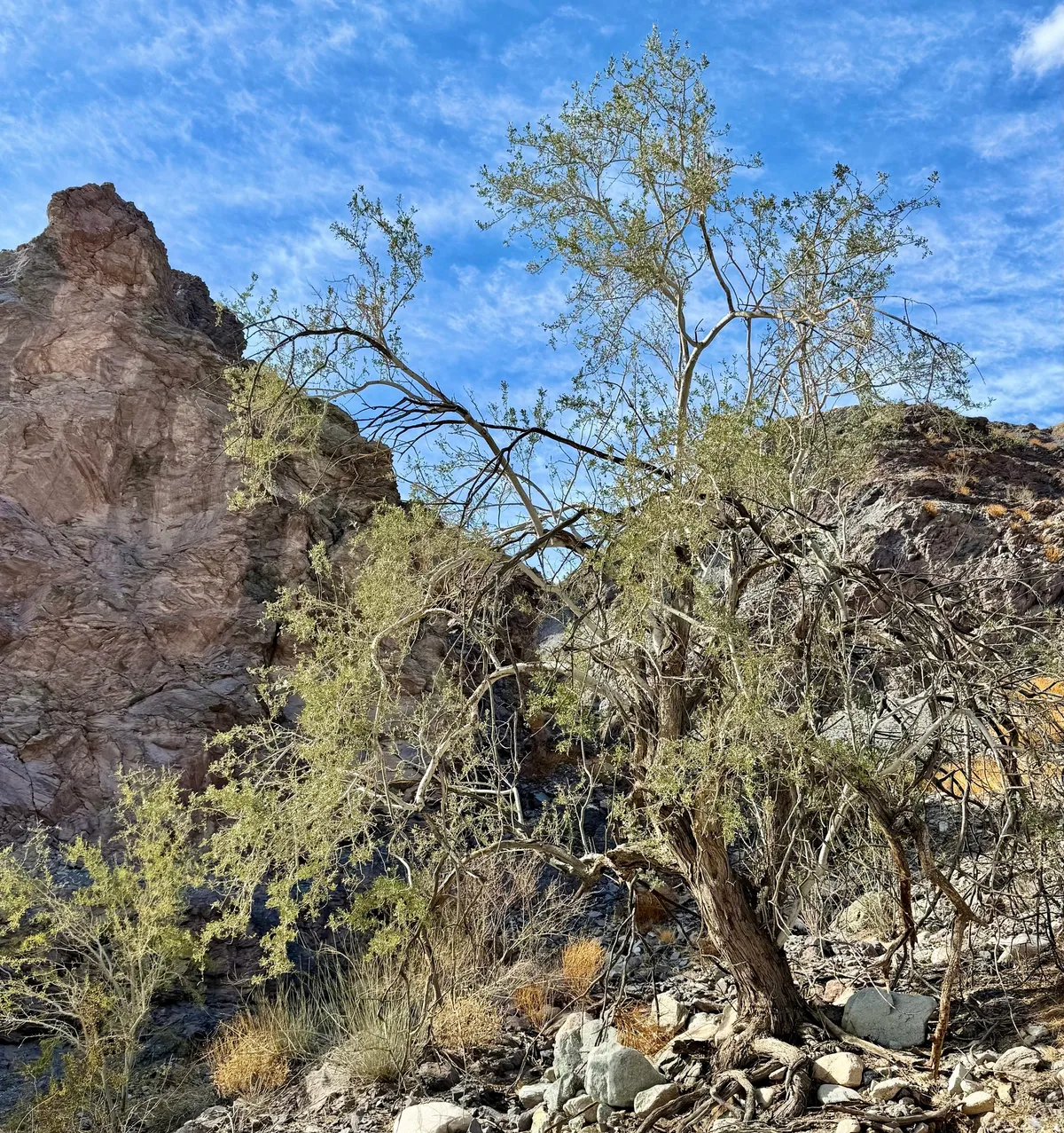 Desert ironwood