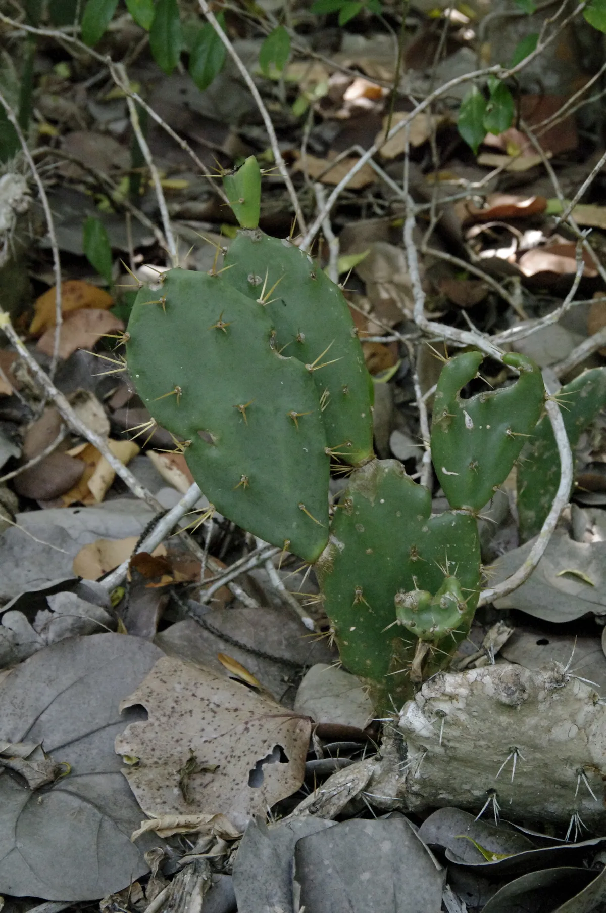 Erect prickly-pear