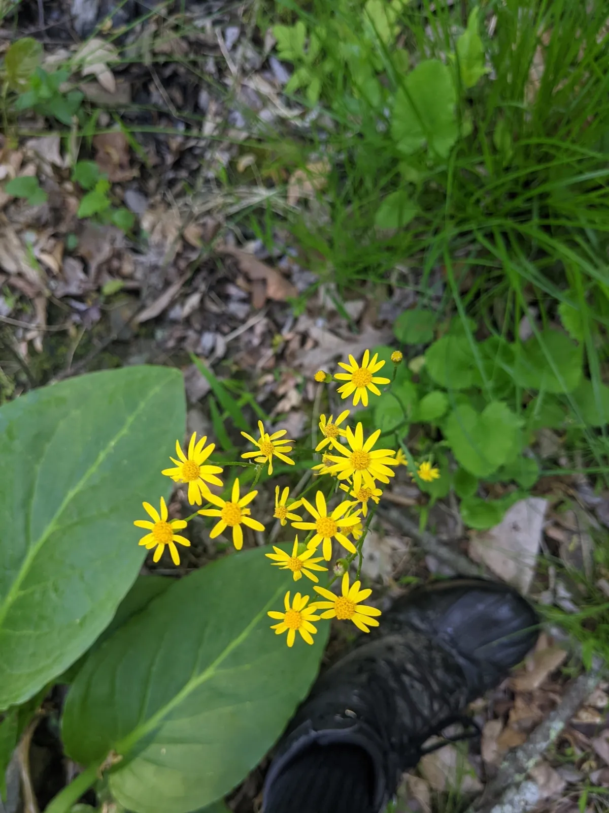 Golden Groundsel