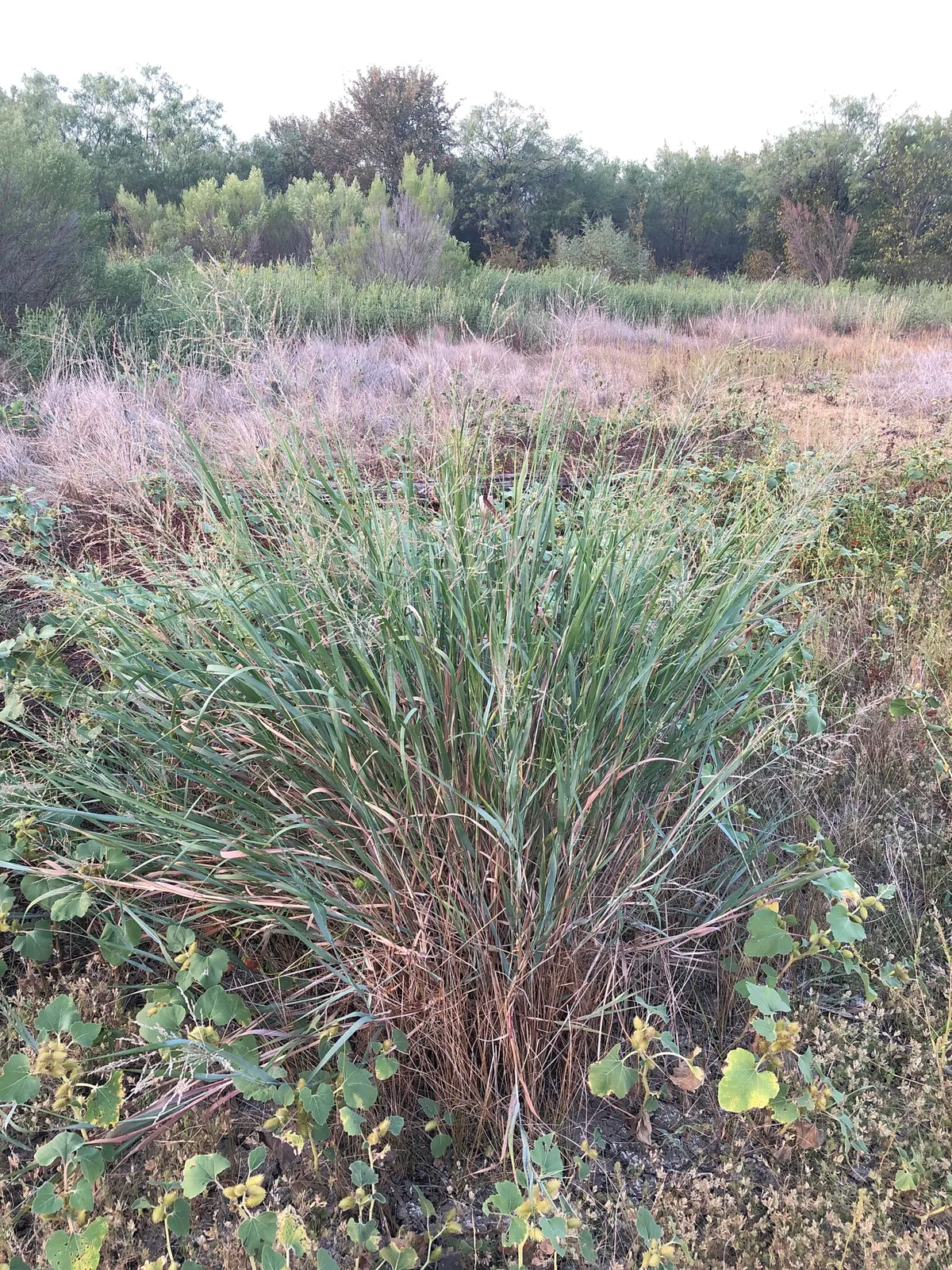 Switchgrass