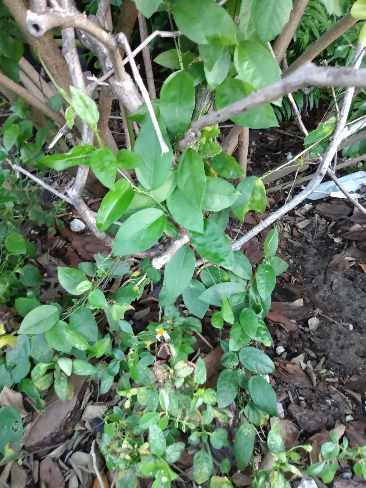 Corkystem Passionflower