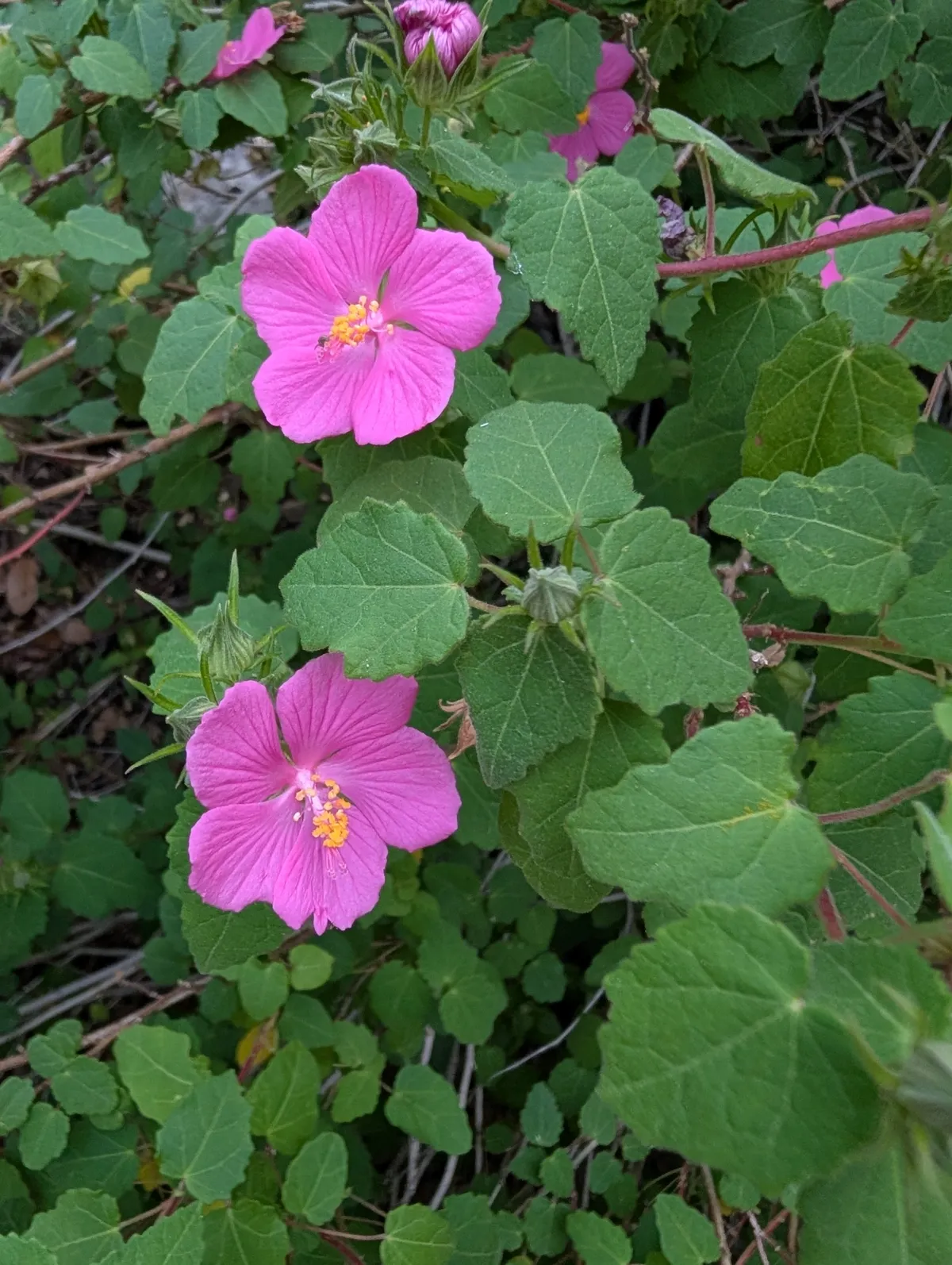 Rock Rose