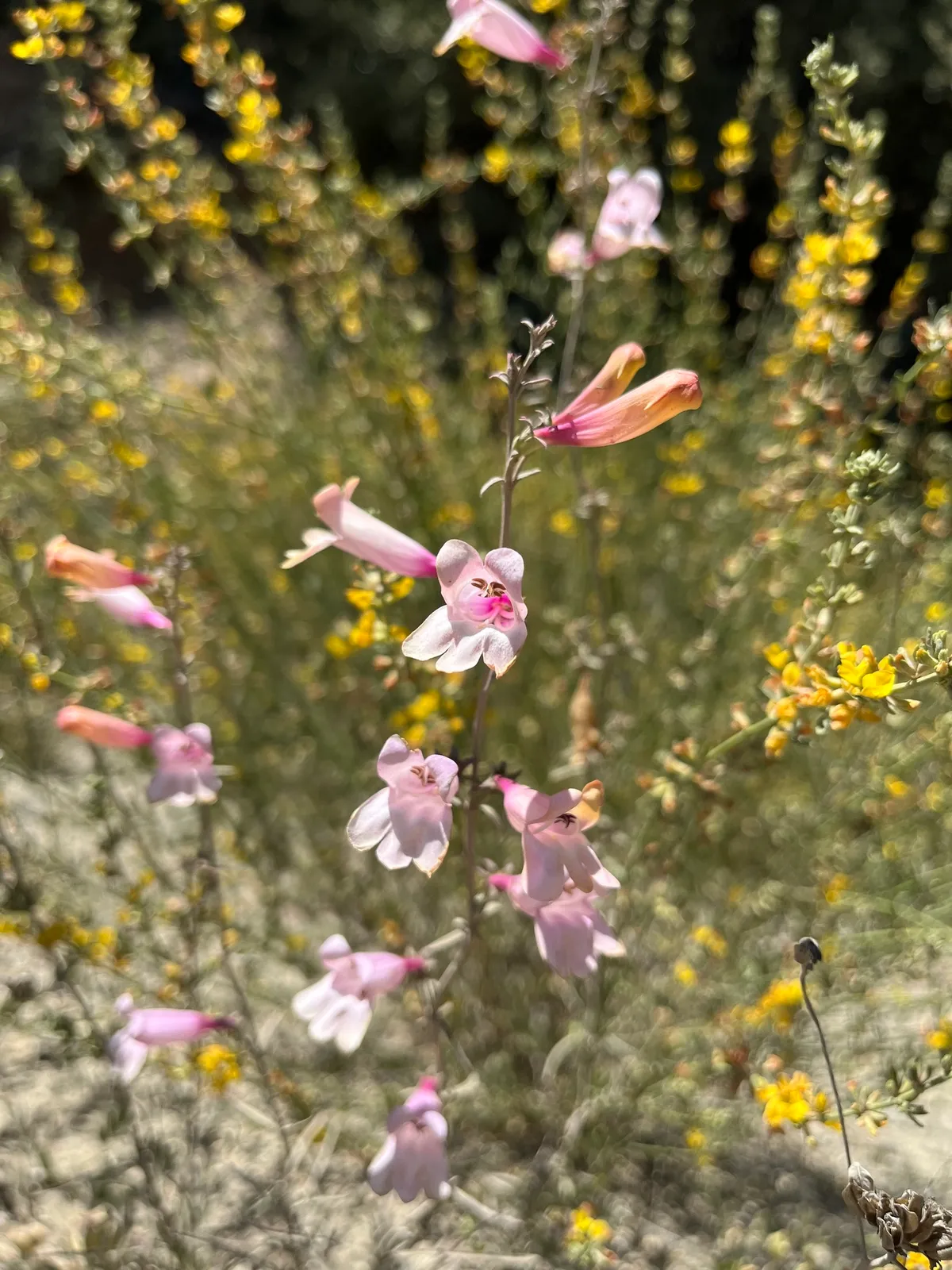 Bunchleaf Penstemon
