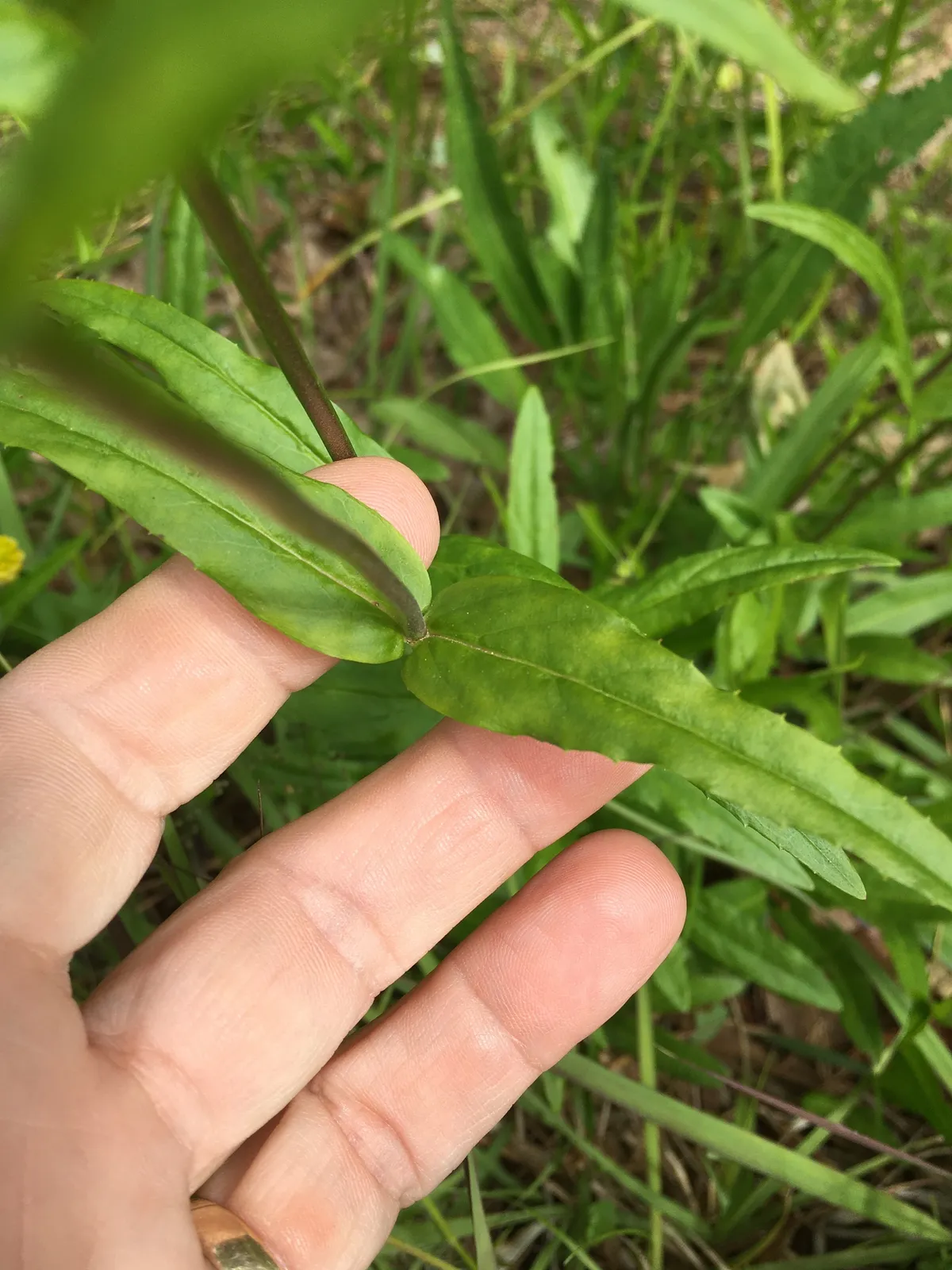 Eastern Smooth Beardtongue