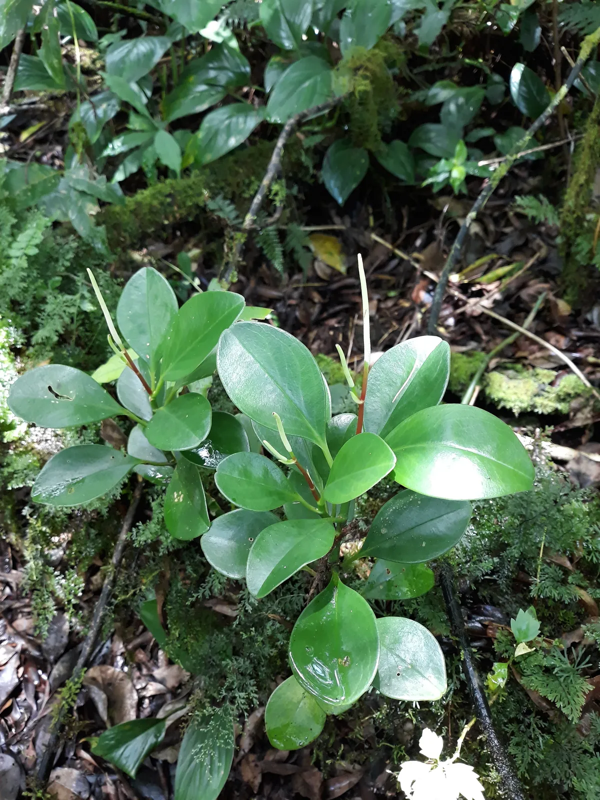 American rubberplant