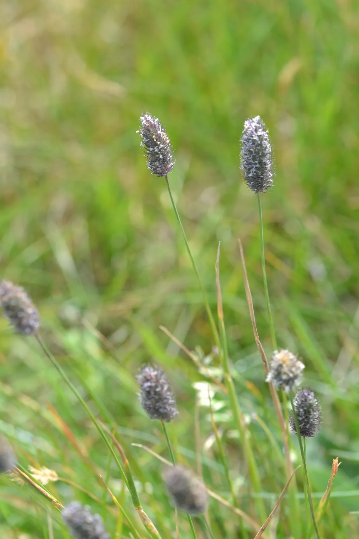 Alpine Timothy