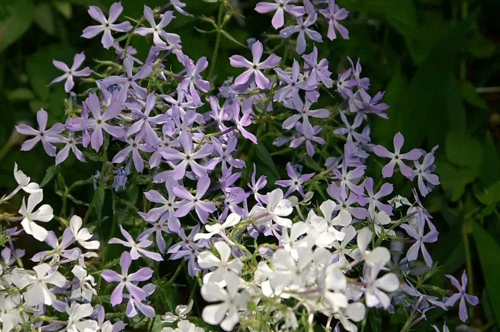 Blue Woodland Phlox