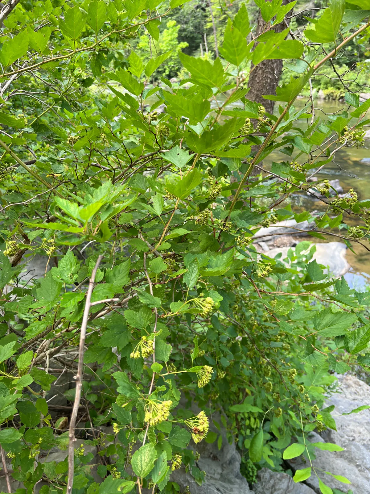 Ninebark