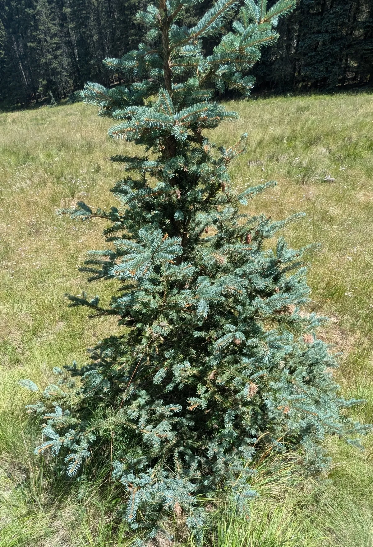 Colorado blue spruce