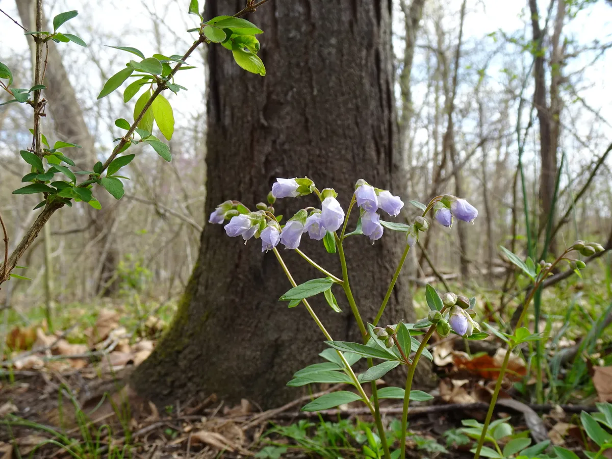 Creeping Polemonium