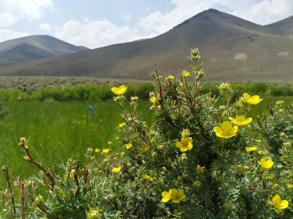Bush Cinquefoil