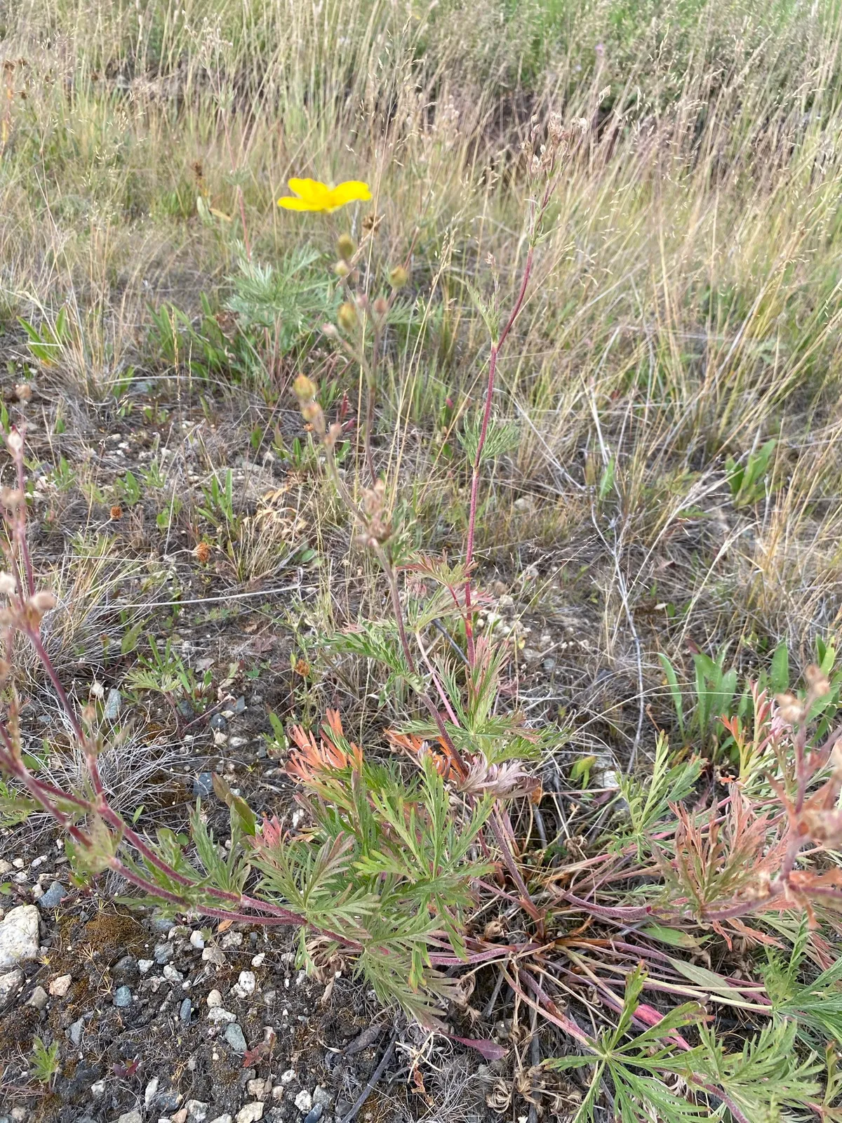 Graceful Cinquefoil