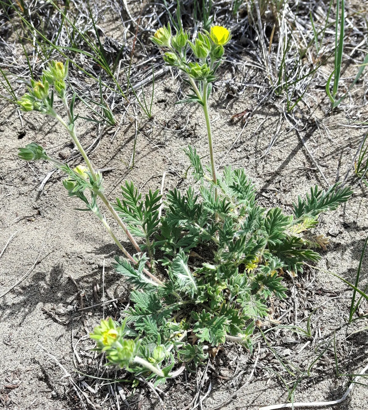 Pennsylvania Cinquefoil