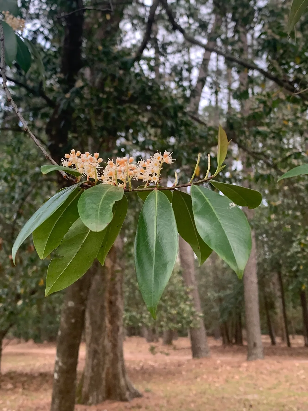 Cherry Laurel