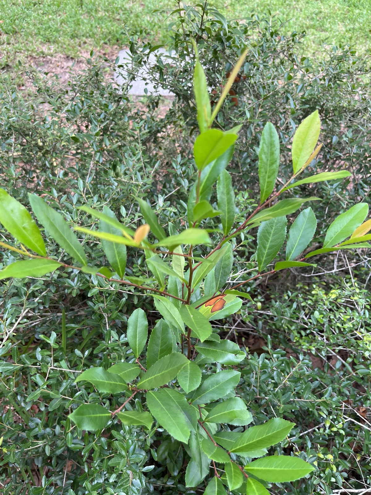 Cherry Laurel