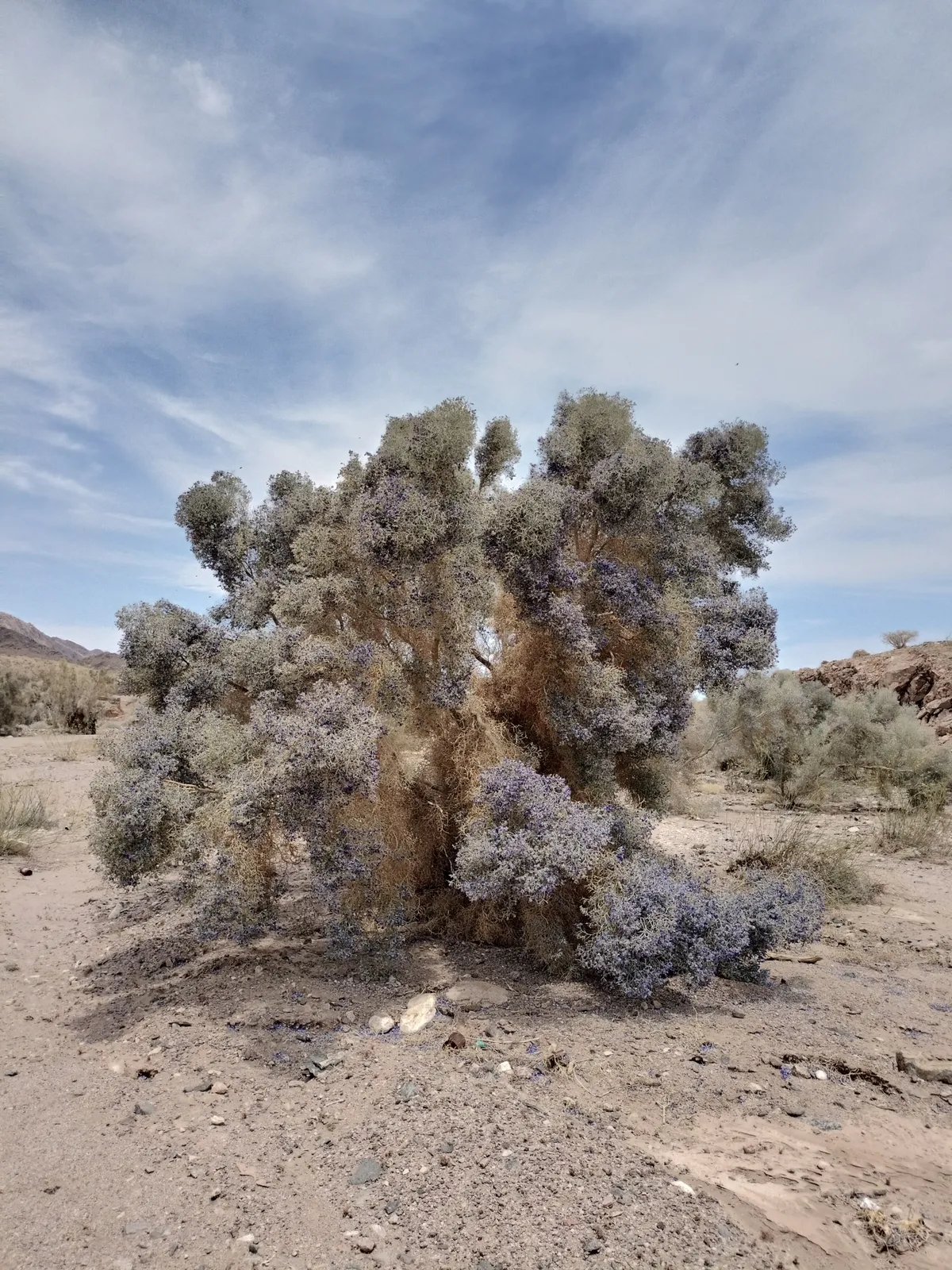 Smoke tree