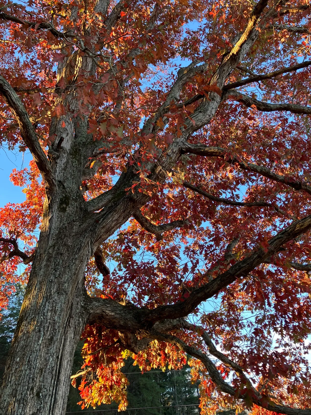 Stave Oak