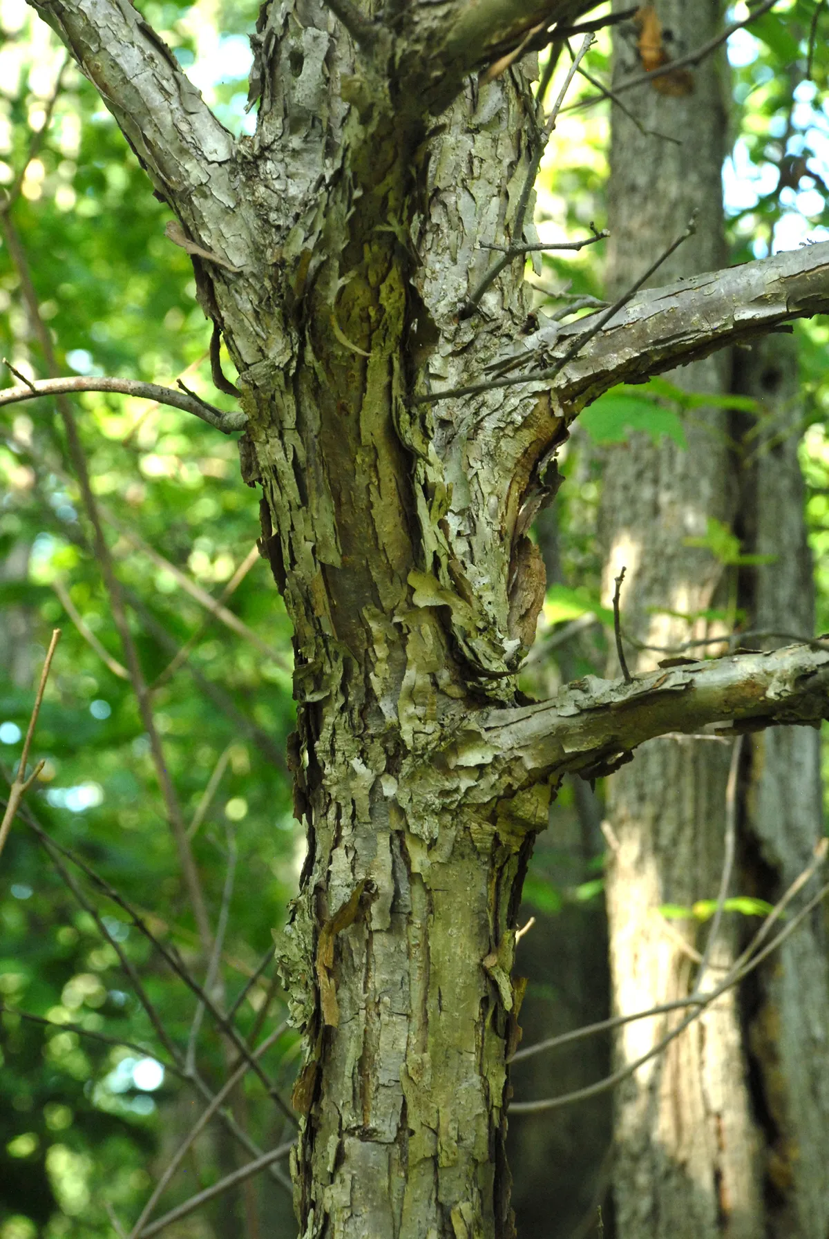 Swamp White Oak