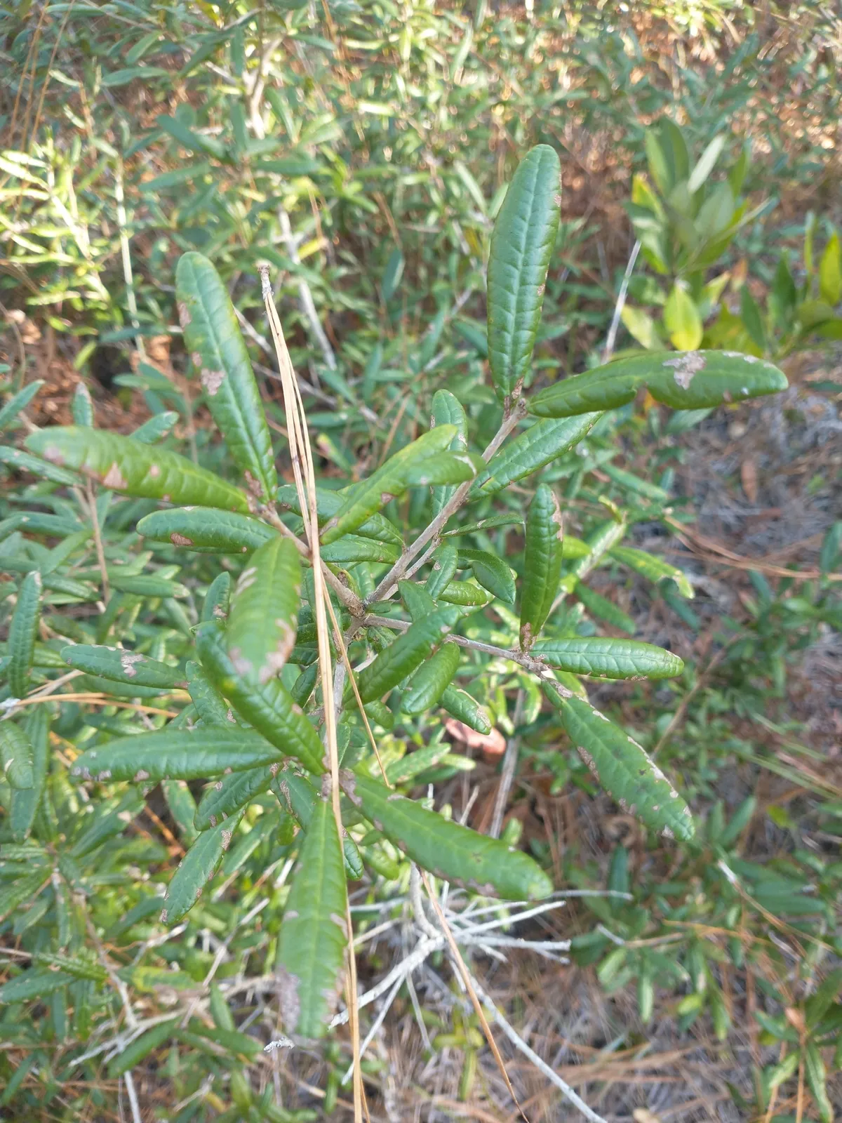 Sand Live Oak