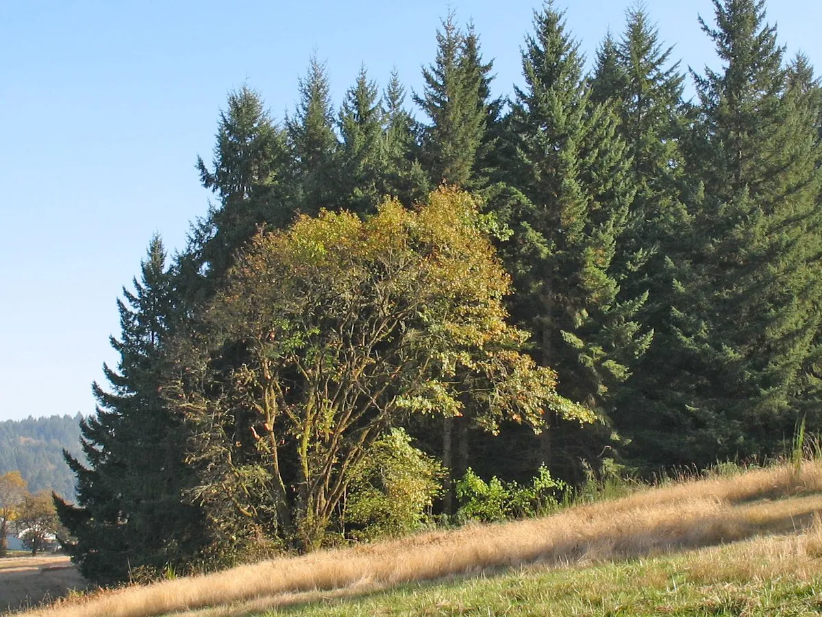 California Black Oak
