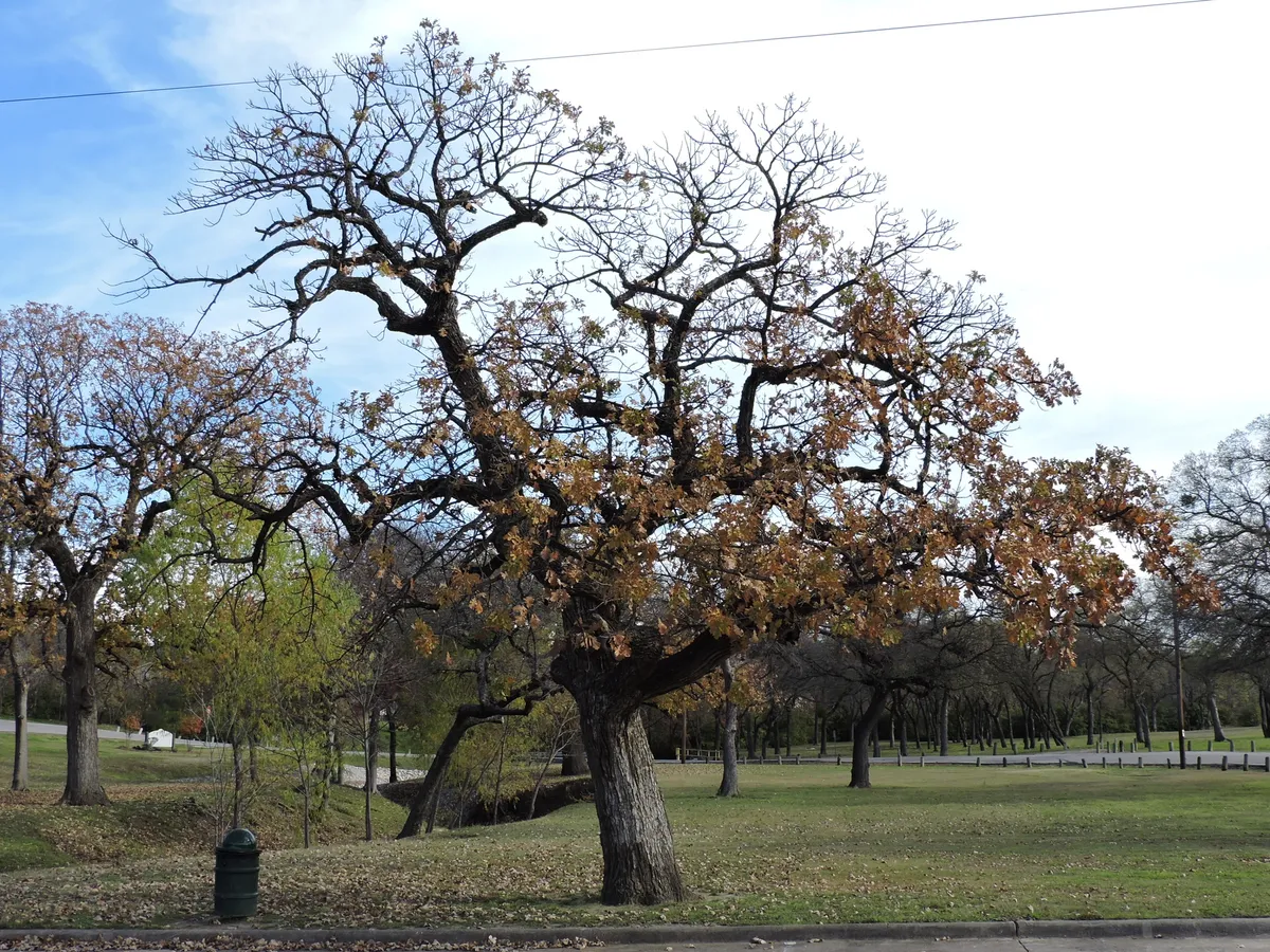 Bur Oak