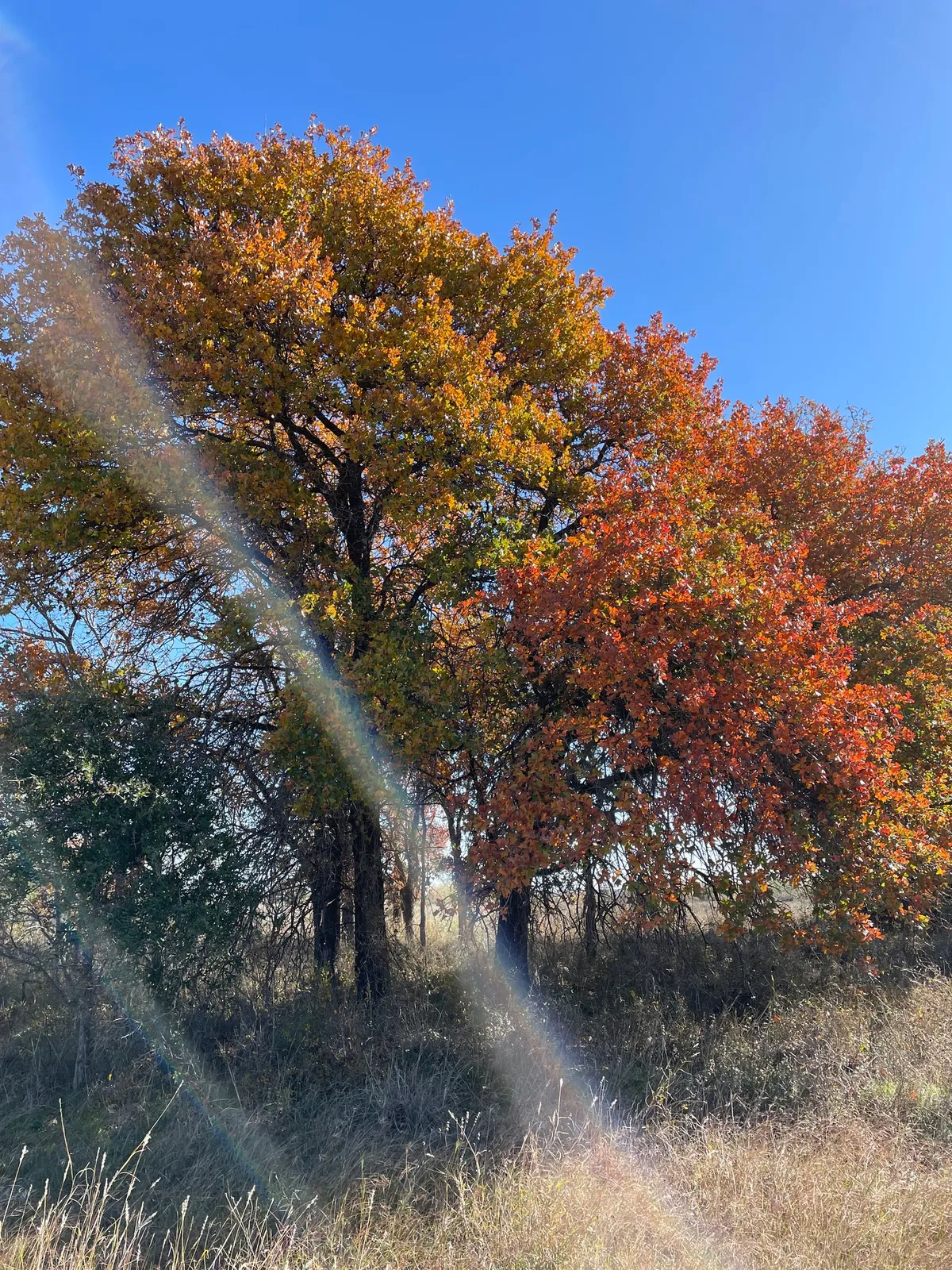 Blackjack Oak