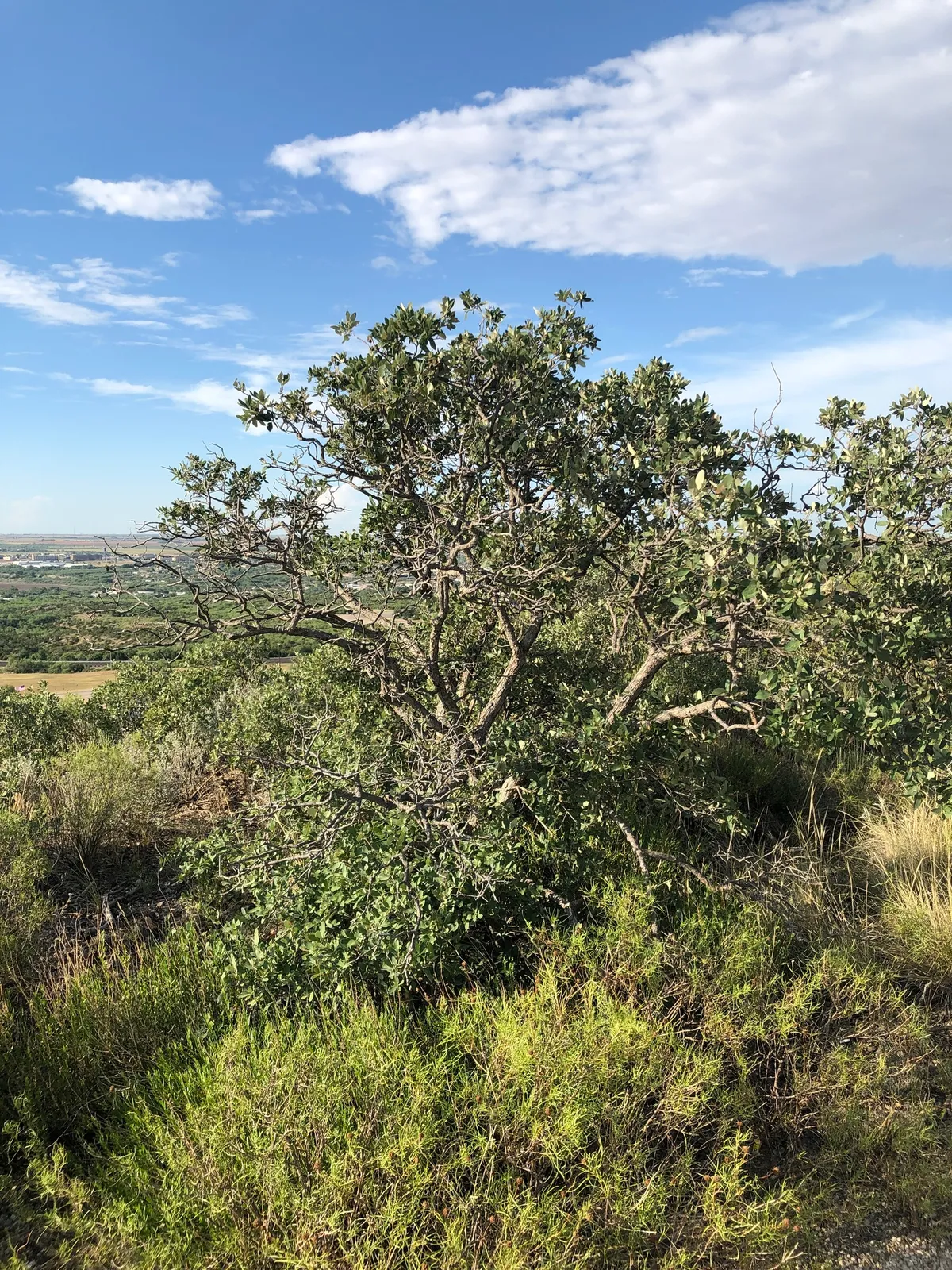 Mohr's Oak