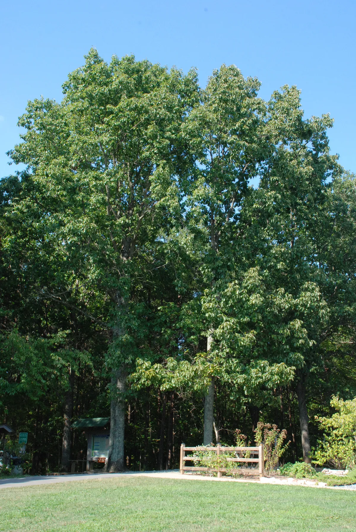 Chestnut Oak