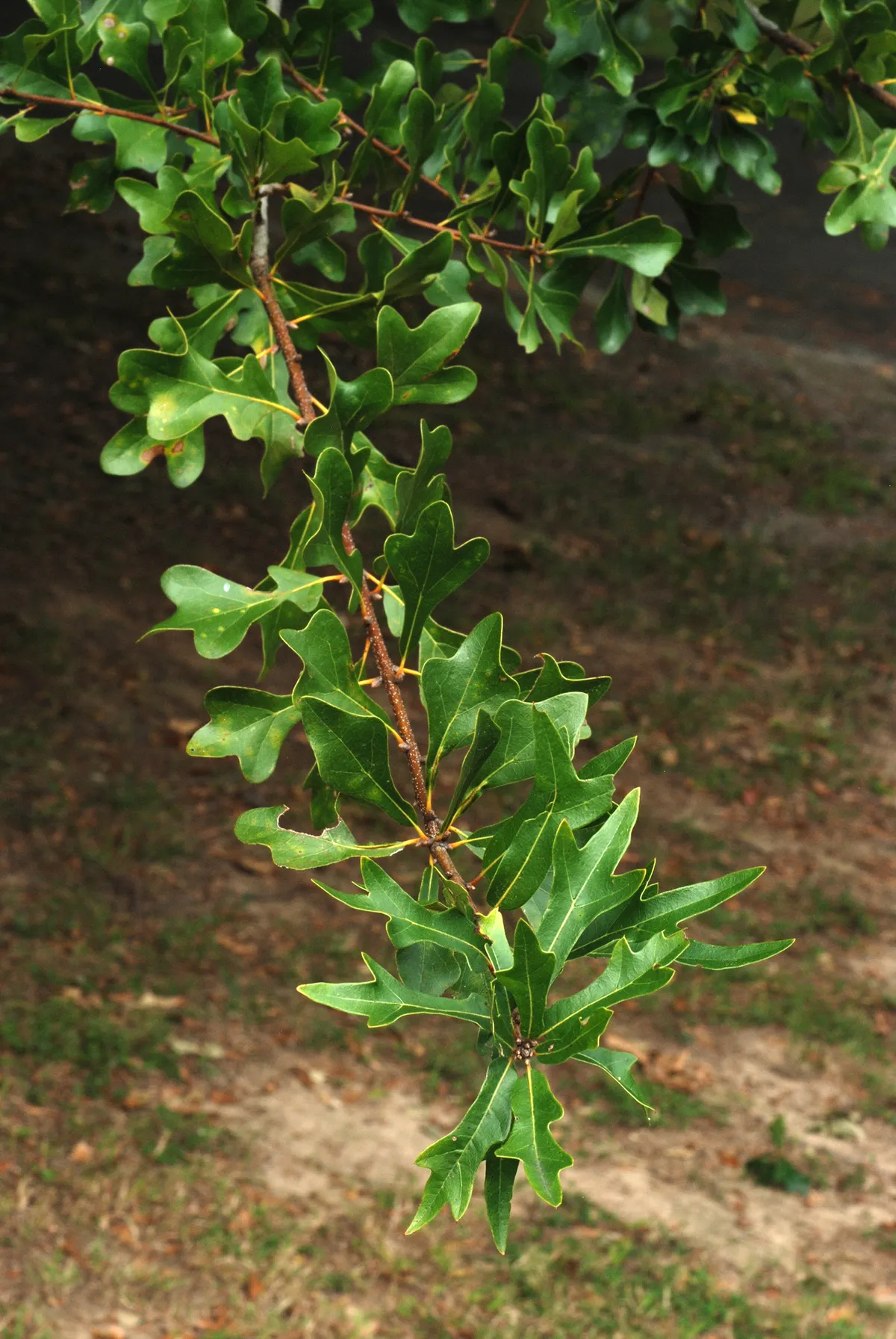 Water Oak