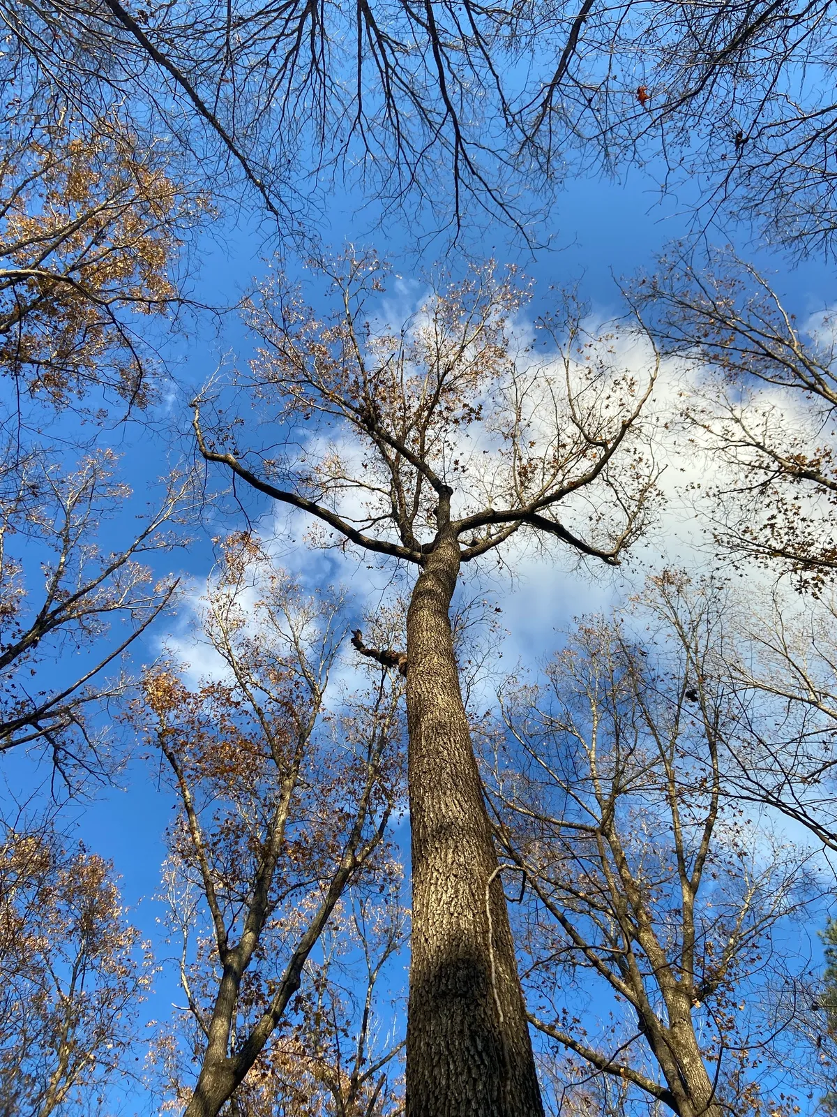Cherrybark Oak