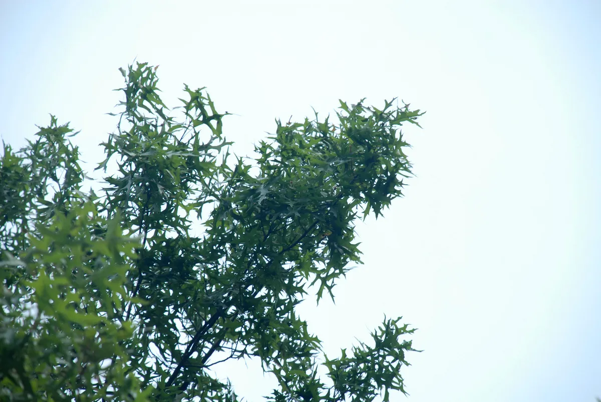 Pin Oak