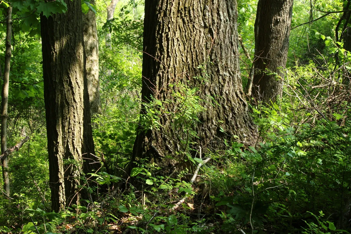 Northern Red Oak