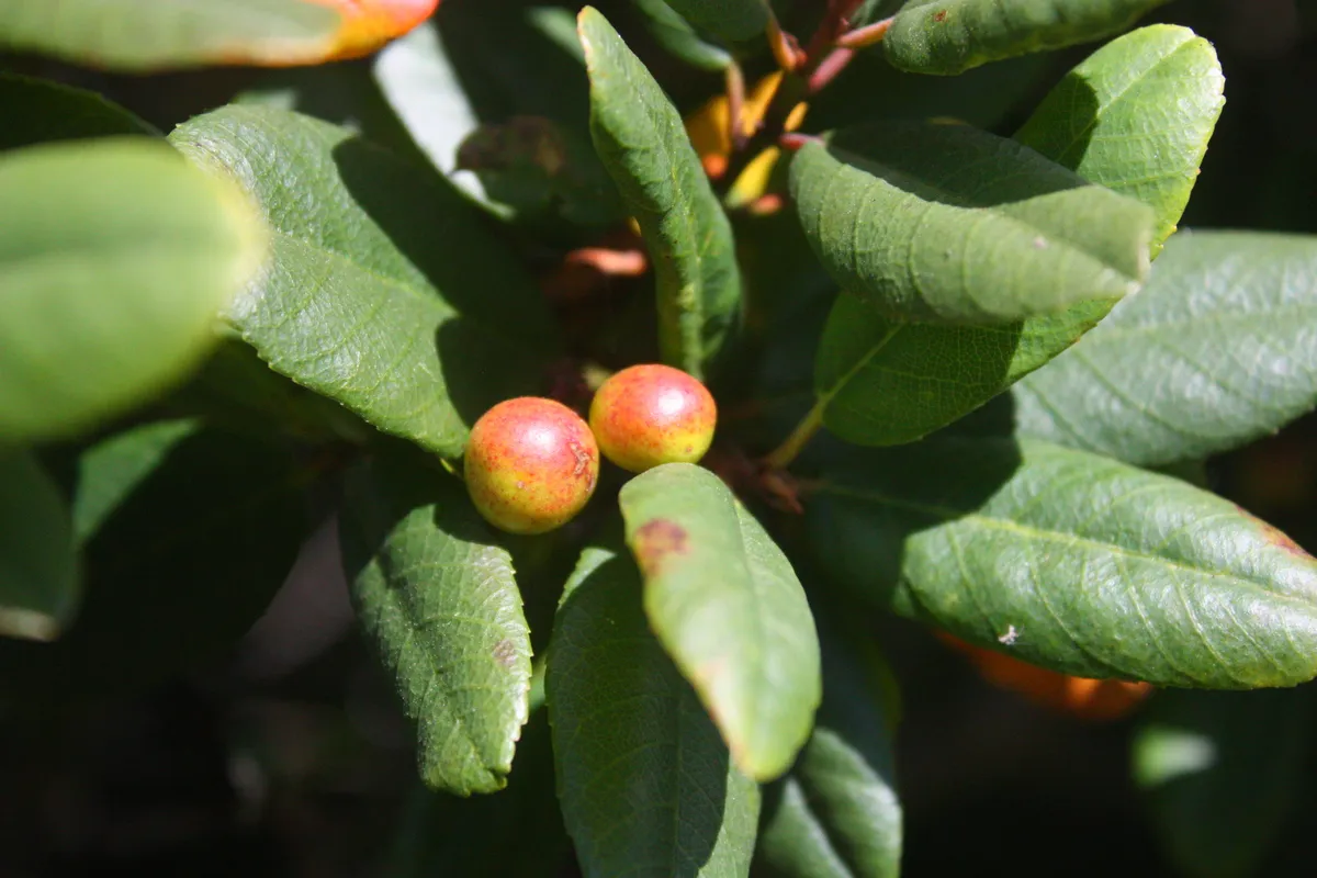 California Buckthorn