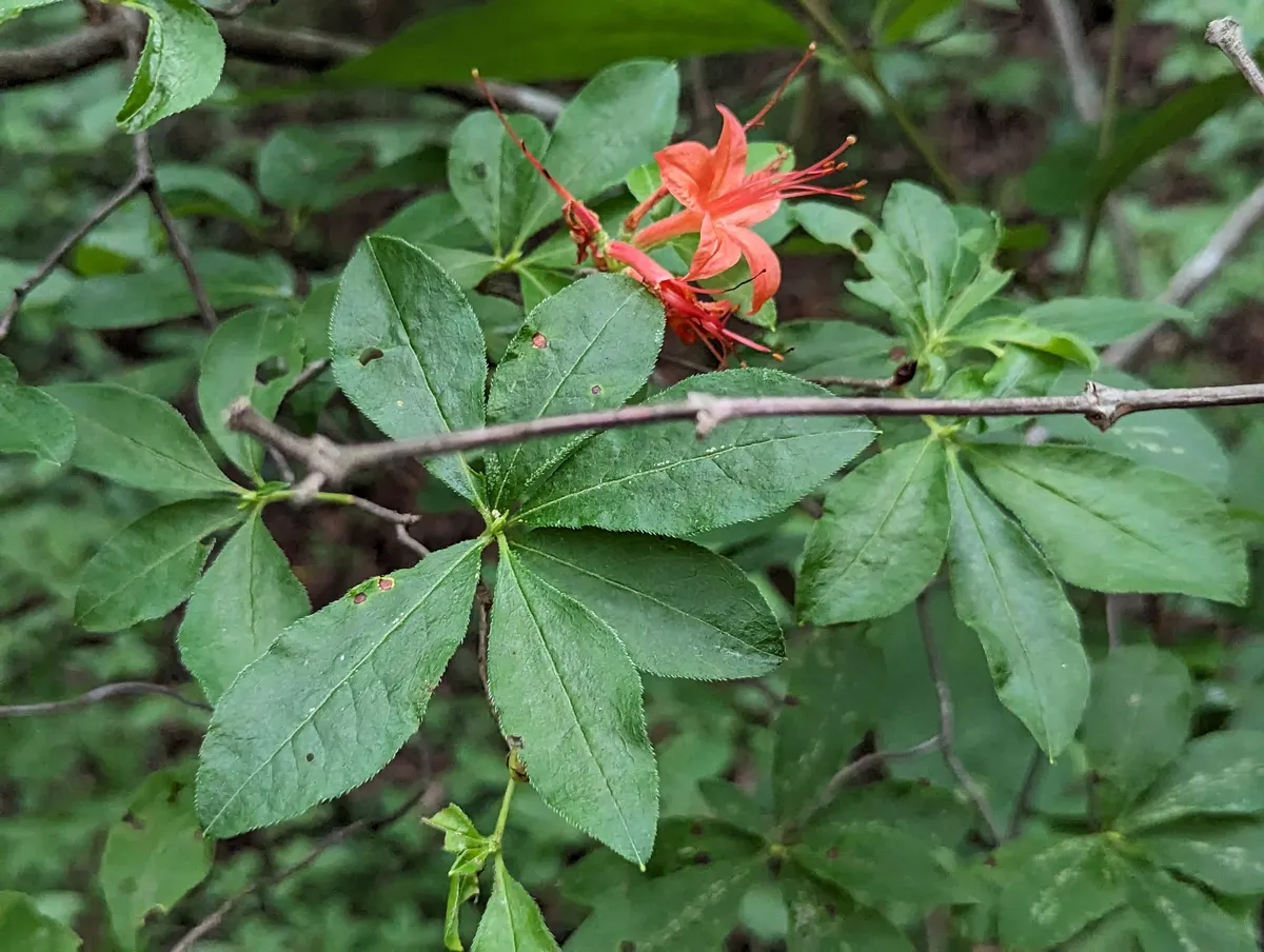 Flame Azalea
