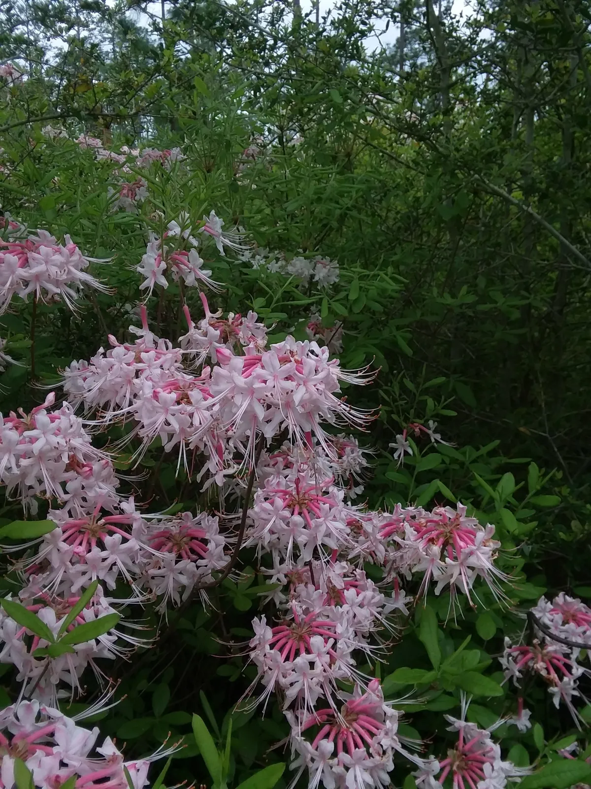 Hoary Azalea