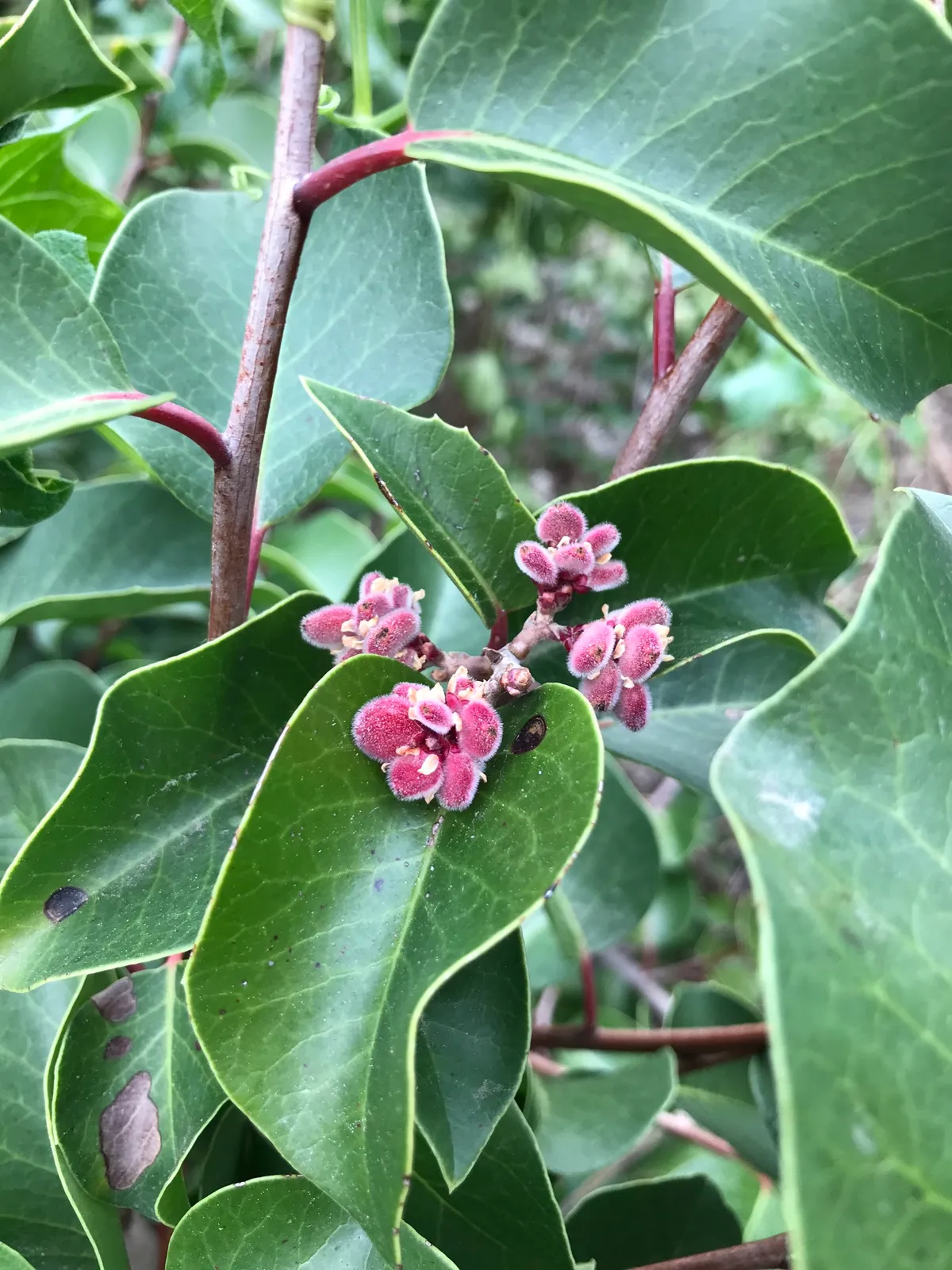 Sugar Sumac